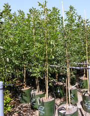 Fraxinus pennsylvanica 'Cimmaron' - Evergreen Trees Direct