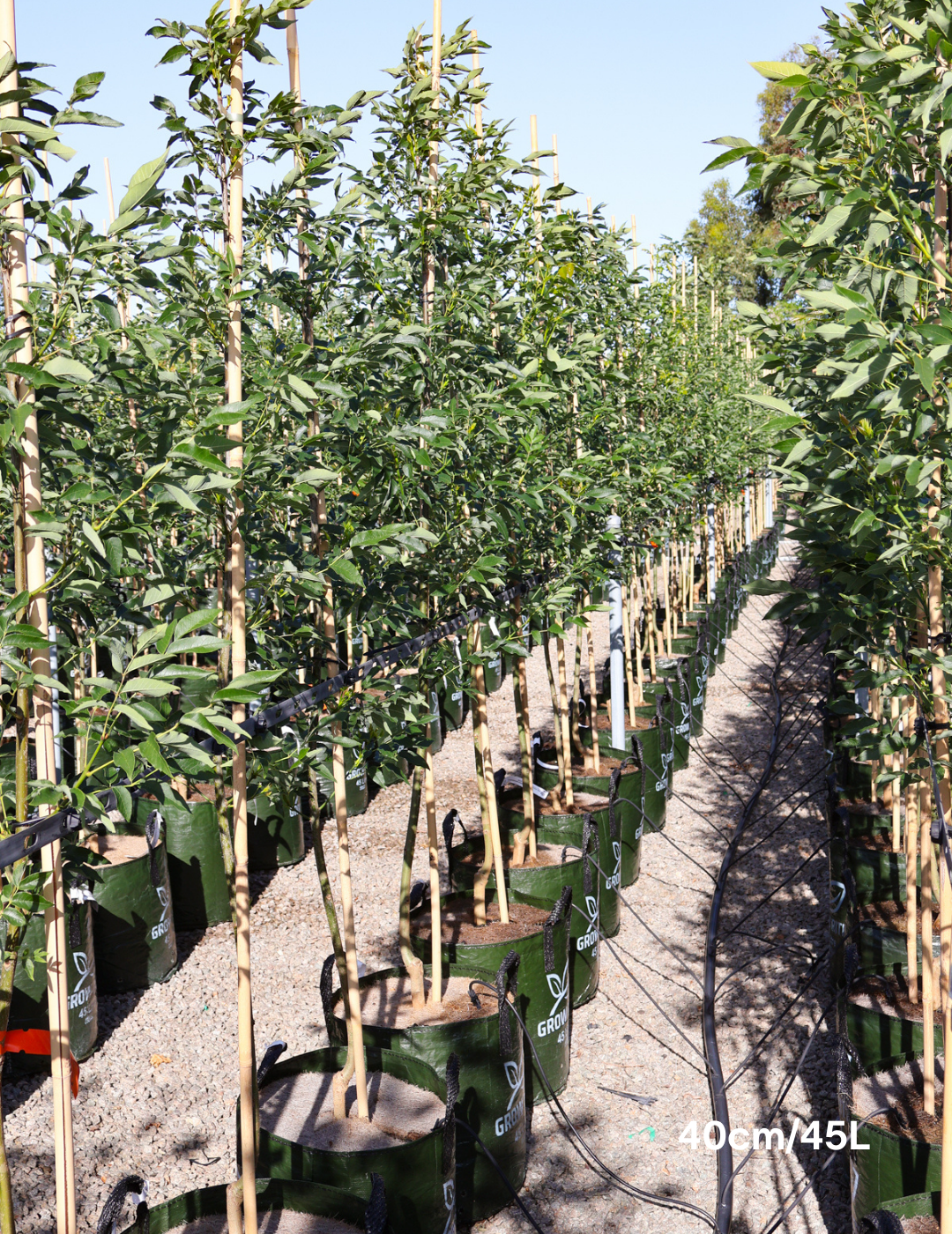 Fraxinus pennsylvanica 'Cimmaron' - Evergreen Trees Direct