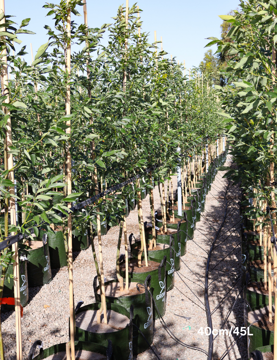 Fraxinus pennsylvanica 'Cimmaron' - Evergreen Trees Direct