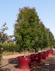 Fraxinus pennsylvanica 'Cimmaron' - Evergreen Trees Direct