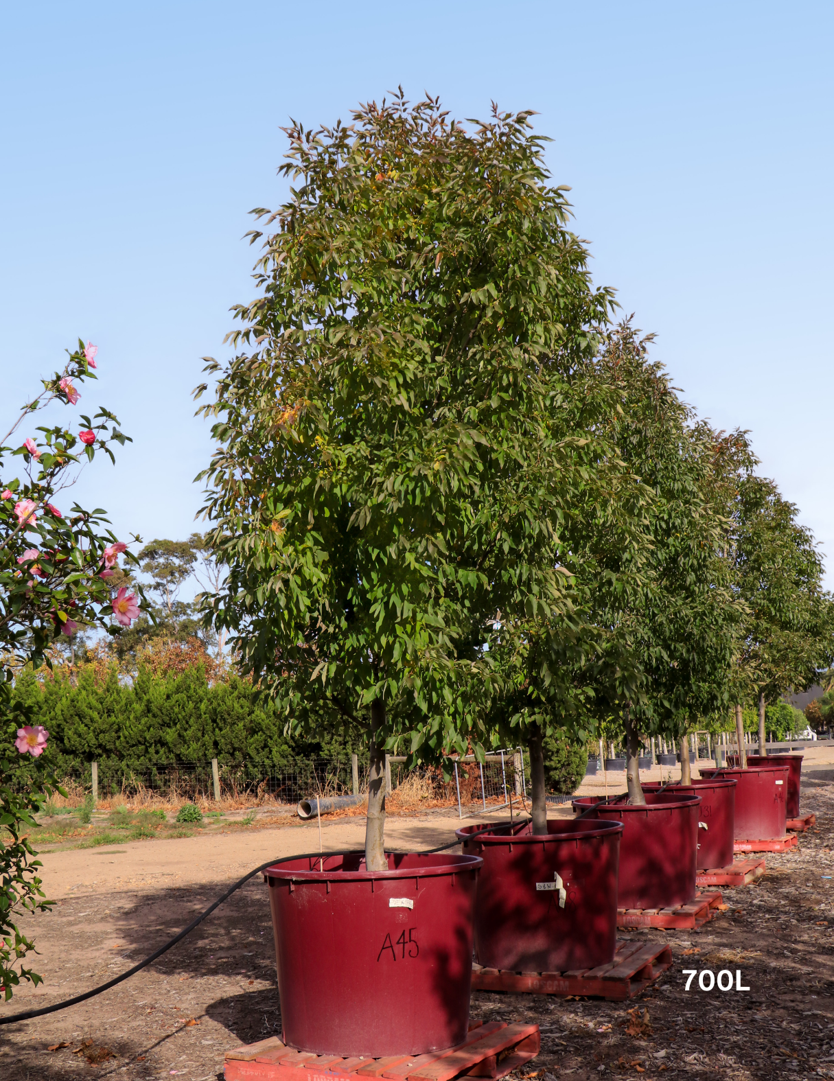 Fraxinus pennsylvanica 'Cimmaron' - Evergreen Trees Direct