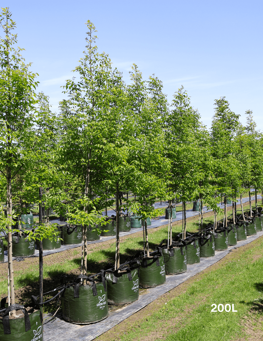 Fraxinus pennsylvanica 'Cimmaron'