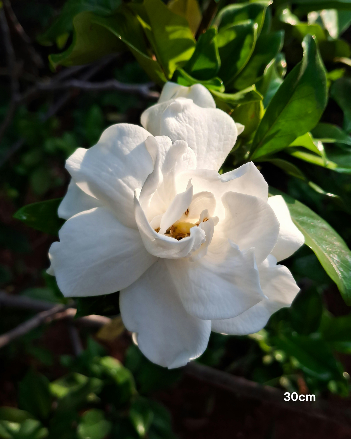 Gardenia augusta ‘Magnifica’ – Magnifica Gardenia