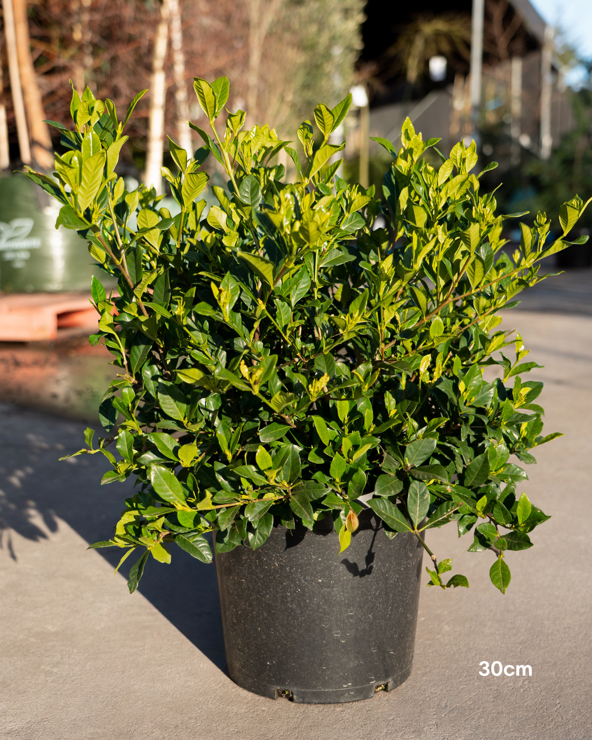 Gardenia augusta ‘Magnifica’ – Magnifica Gardenia