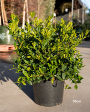 Gardenia augusta ‘Magnifica’ – Magnifica Gardenia