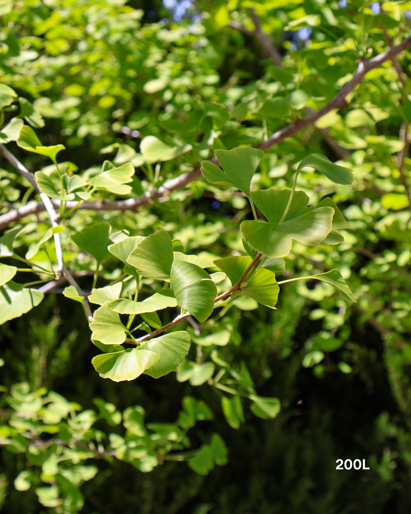 Ginkgo biloba