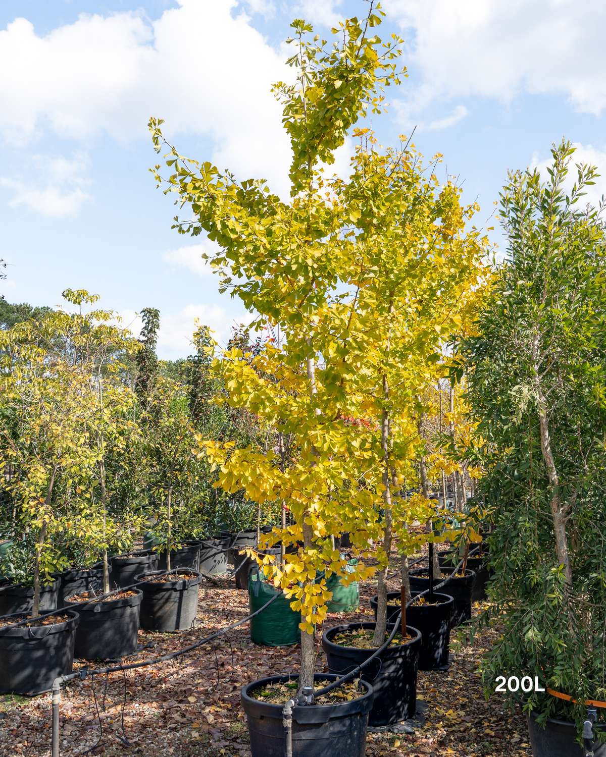 Ginkgo biloba