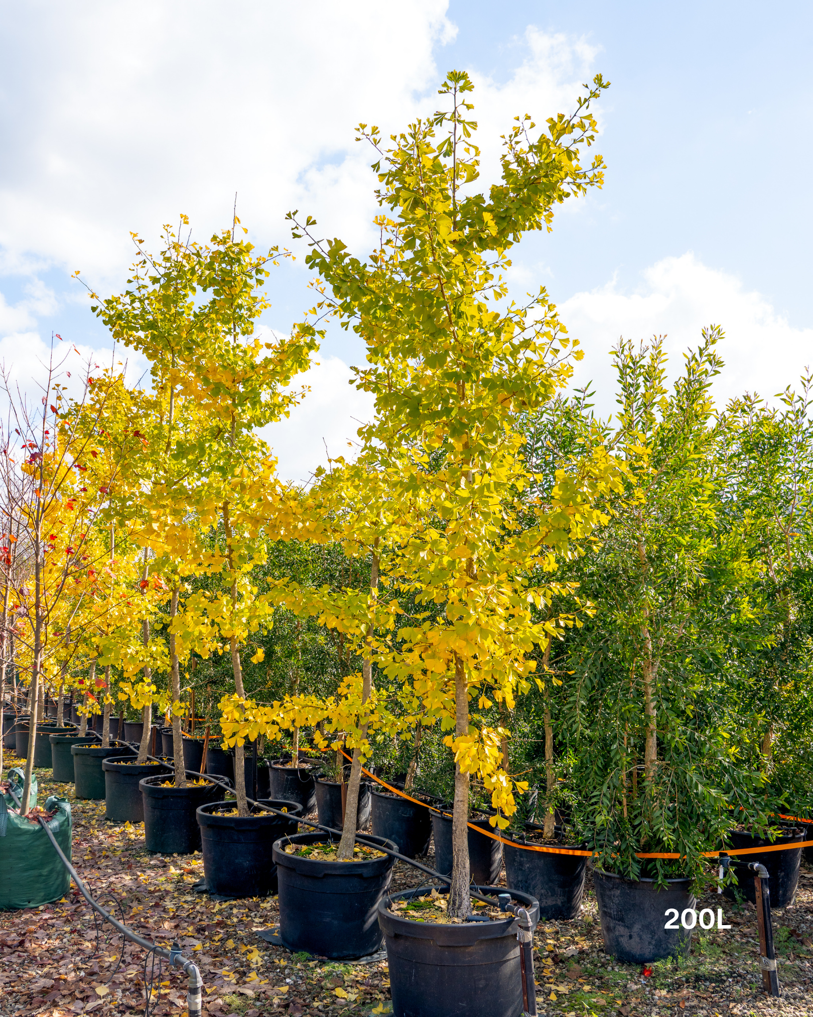 Ginkgo biloba