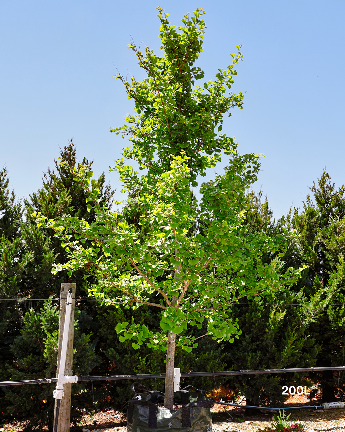 Ginkgo biloba