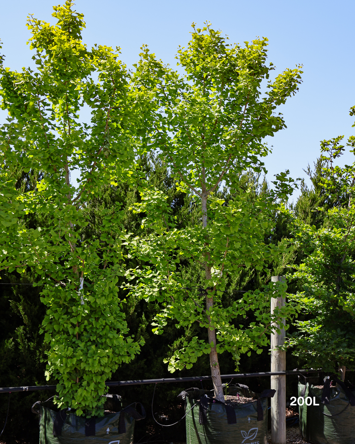 Ginkgo biloba