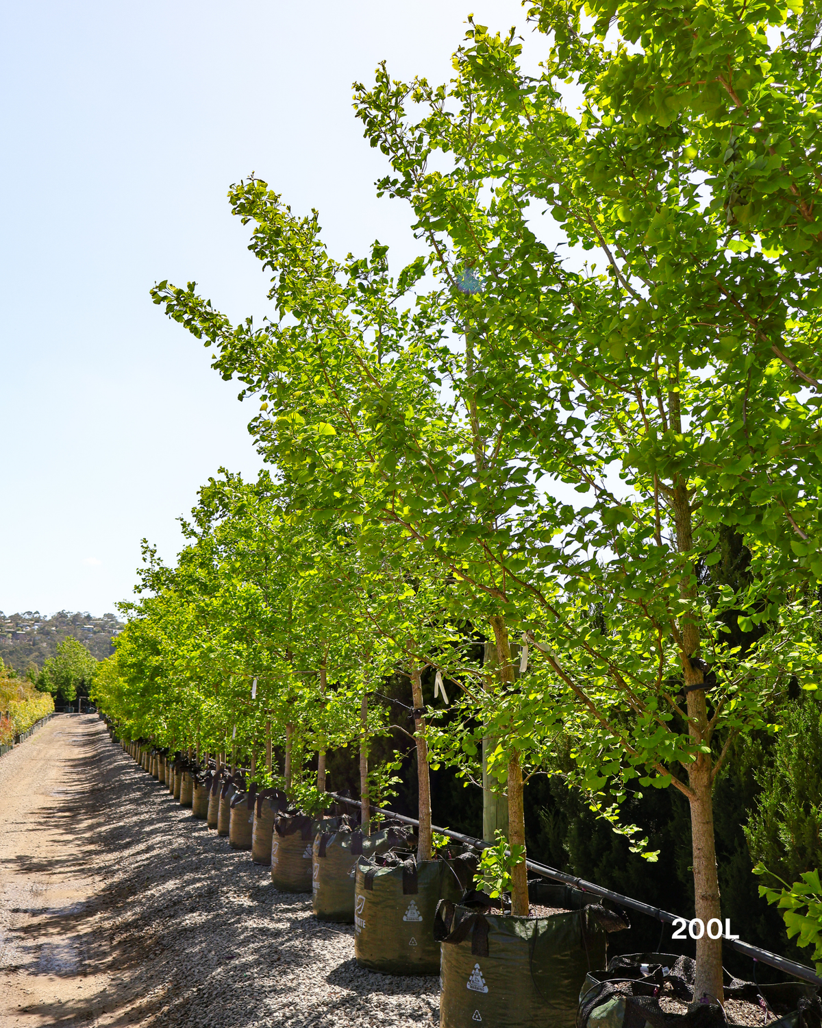 Ginkgo biloba