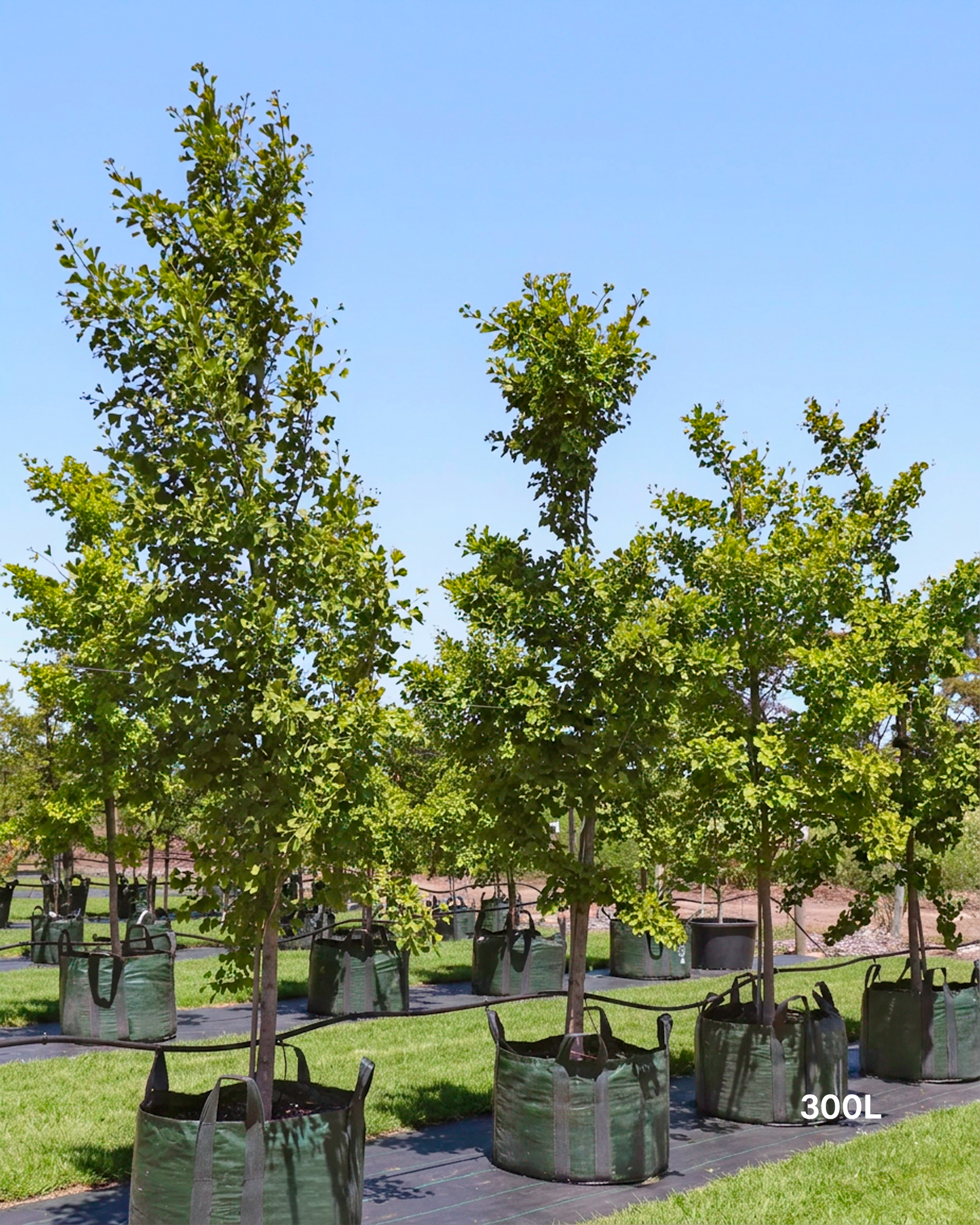 Ginkgo biloba