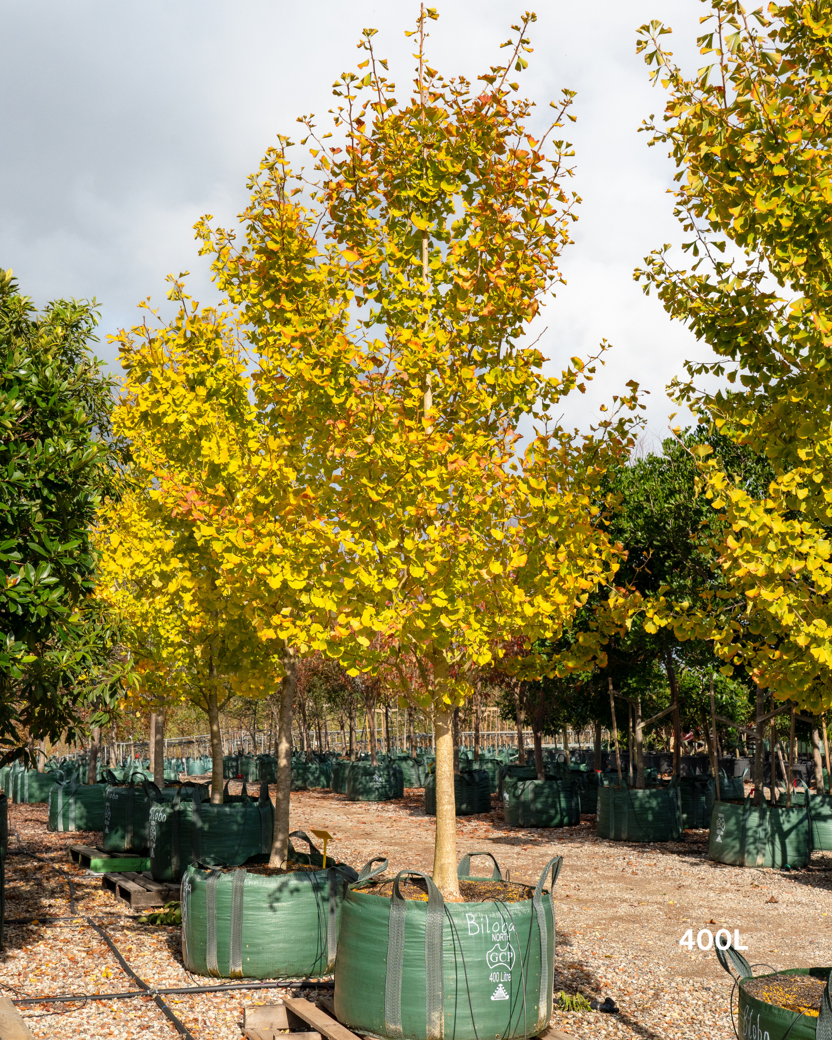 Ginkgo biloba
