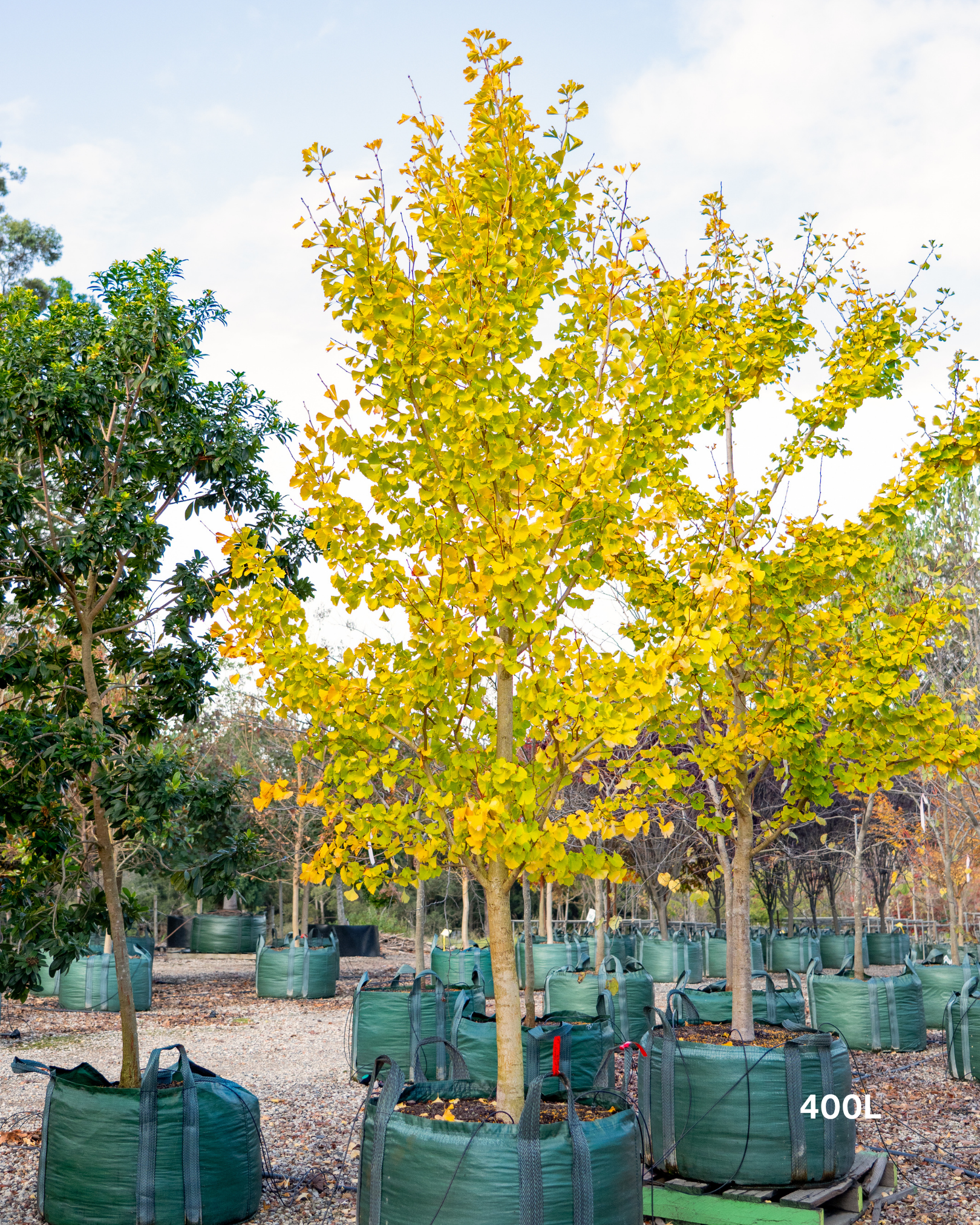 Ginkgo biloba