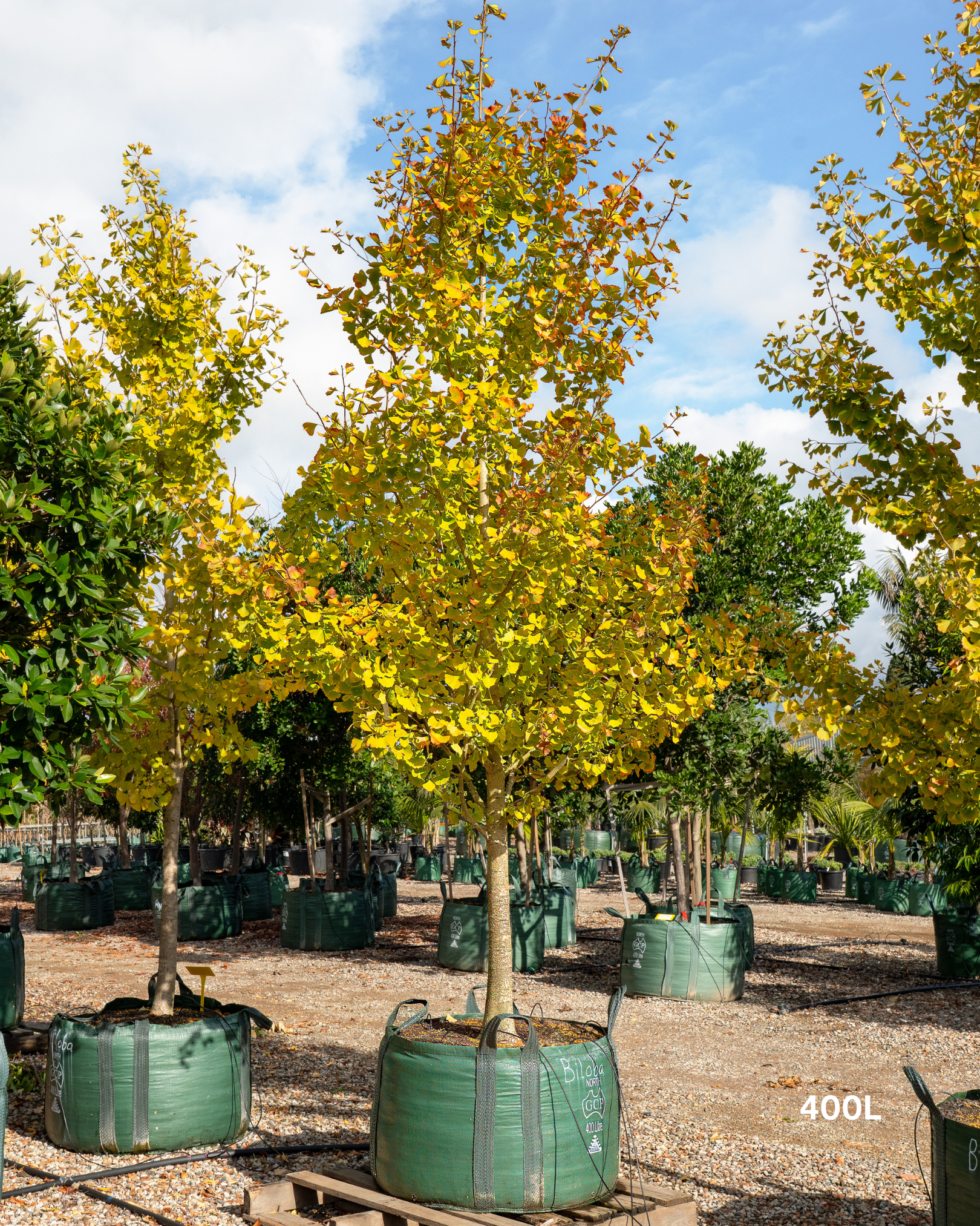 Ginkgo biloba