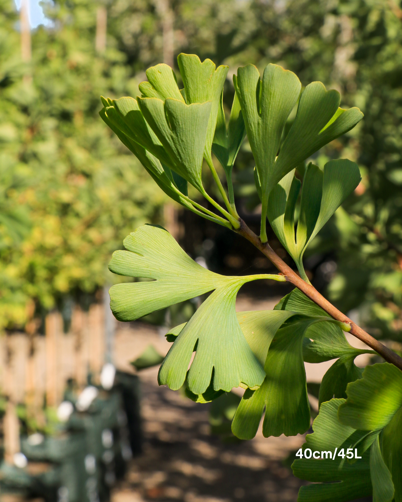 Ginkgo biloba