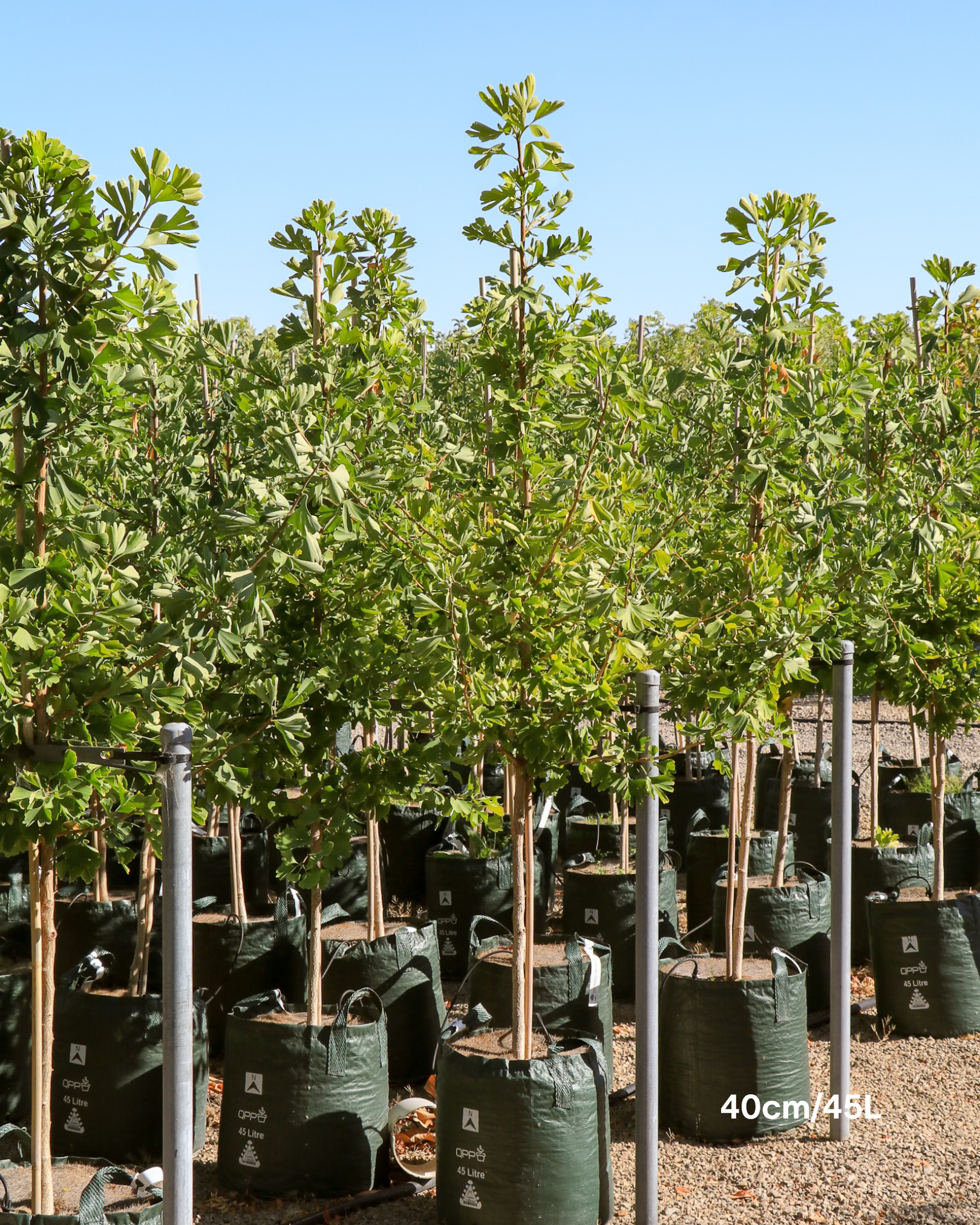 Ginkgo biloba