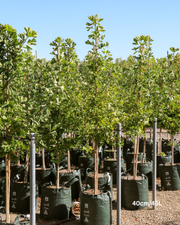 Ginkgo biloba