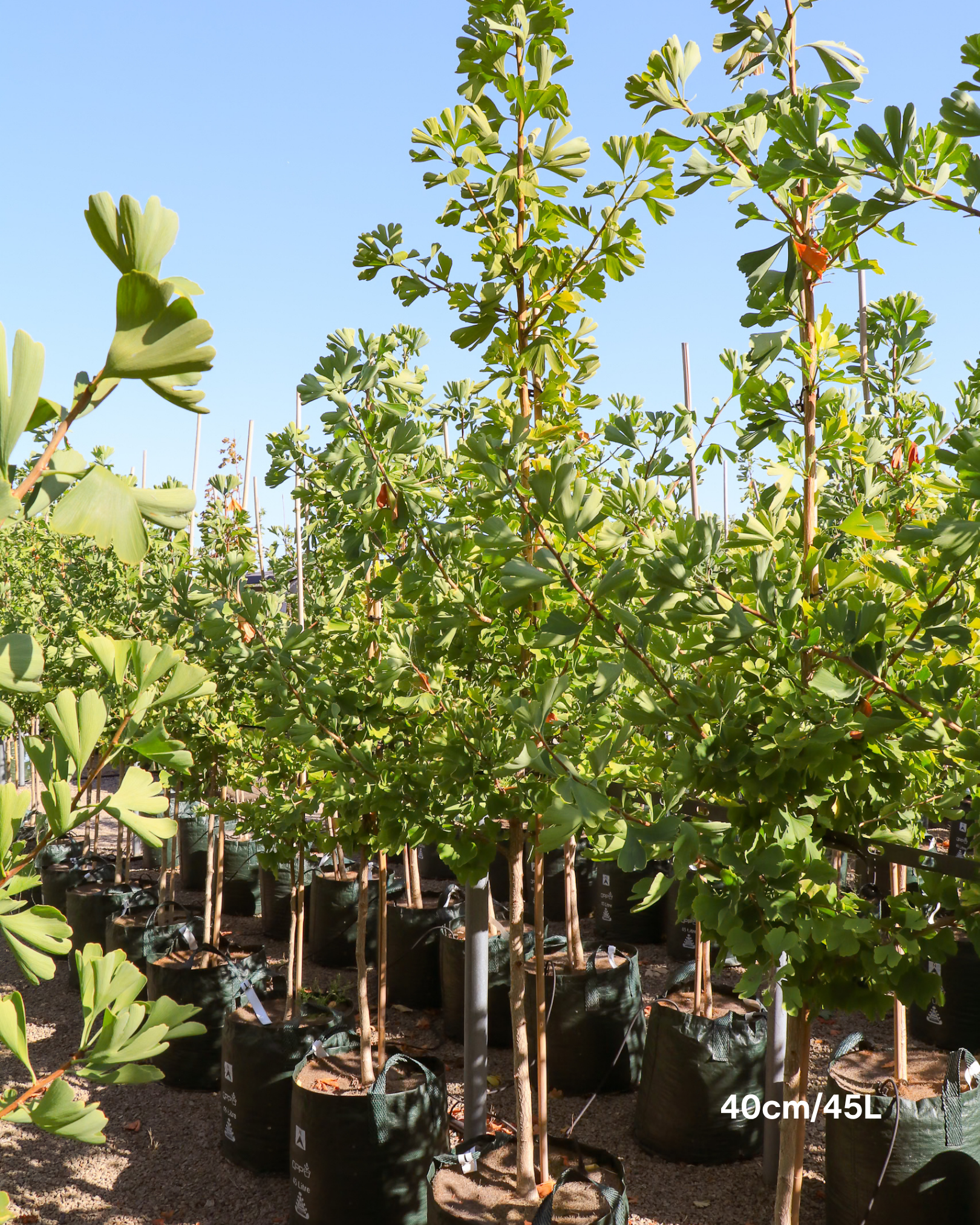 Ginkgo biloba