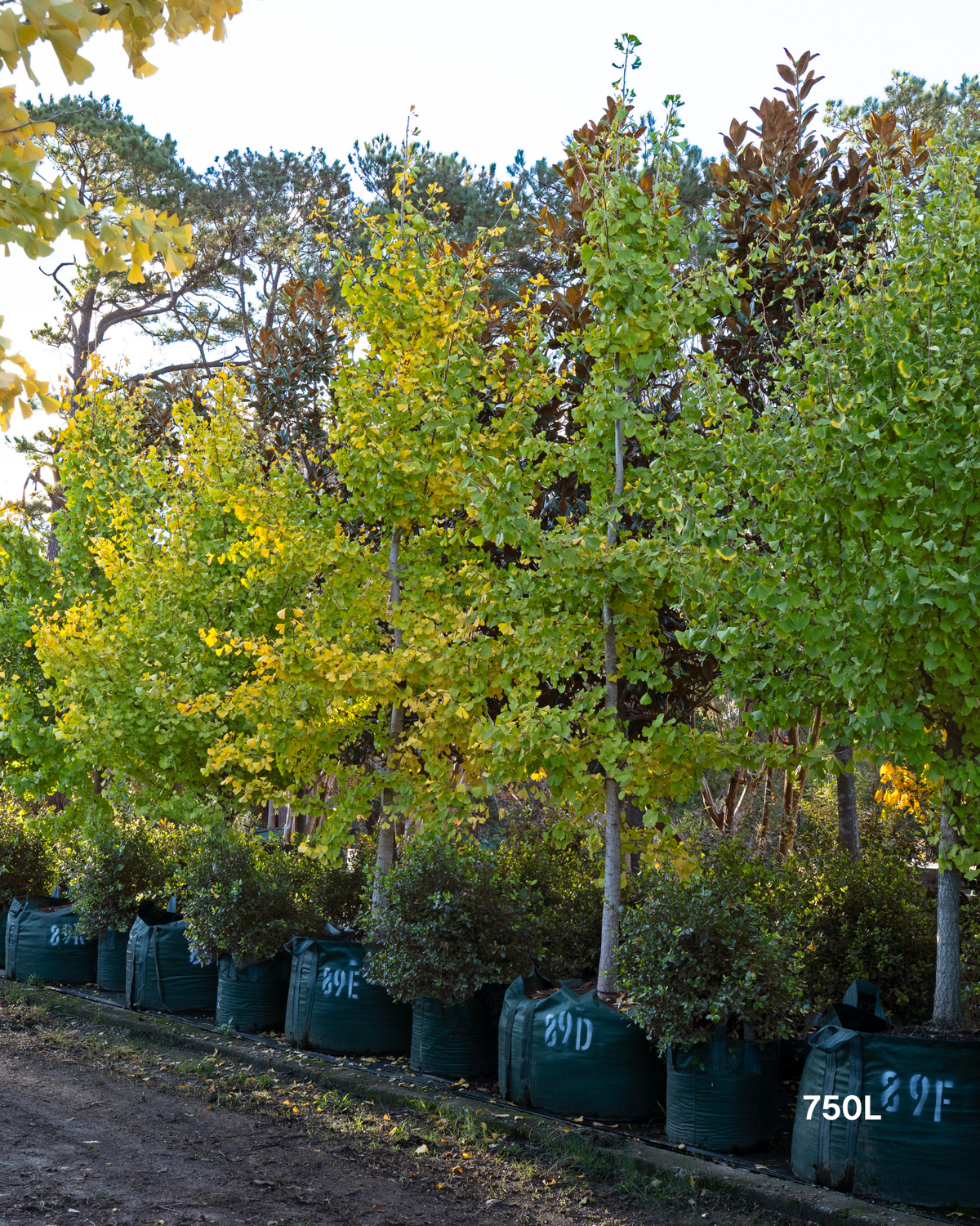 Ginkgo biloba