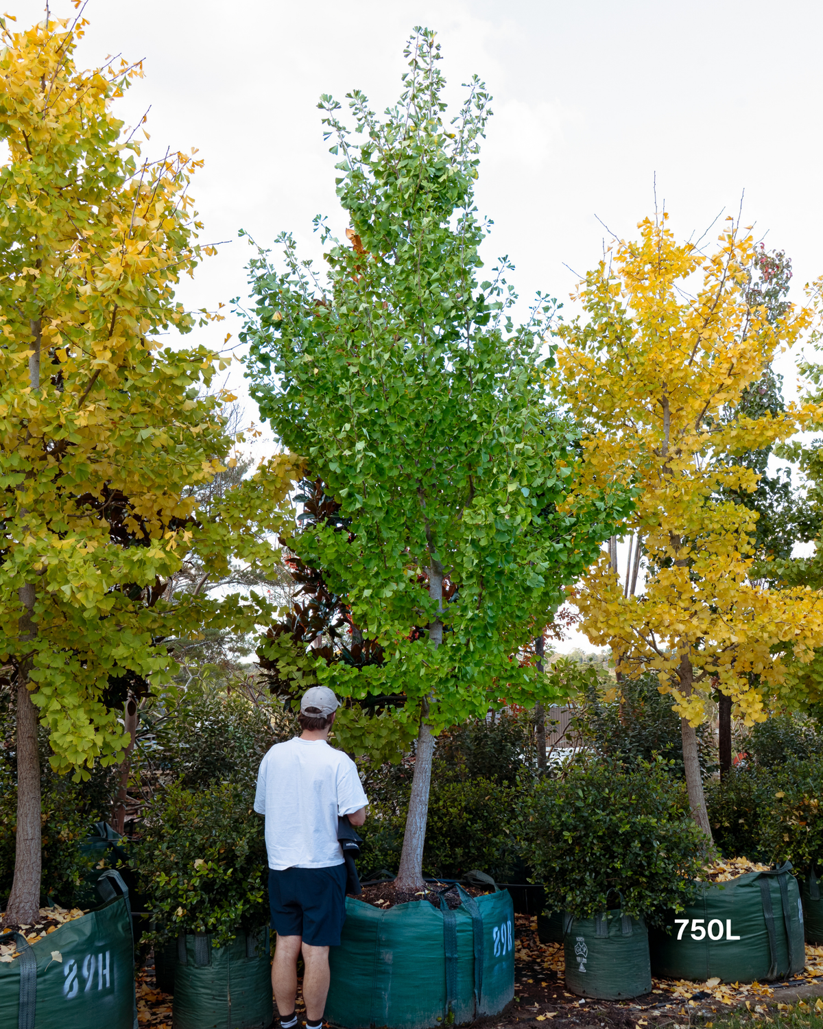 Ginkgo biloba