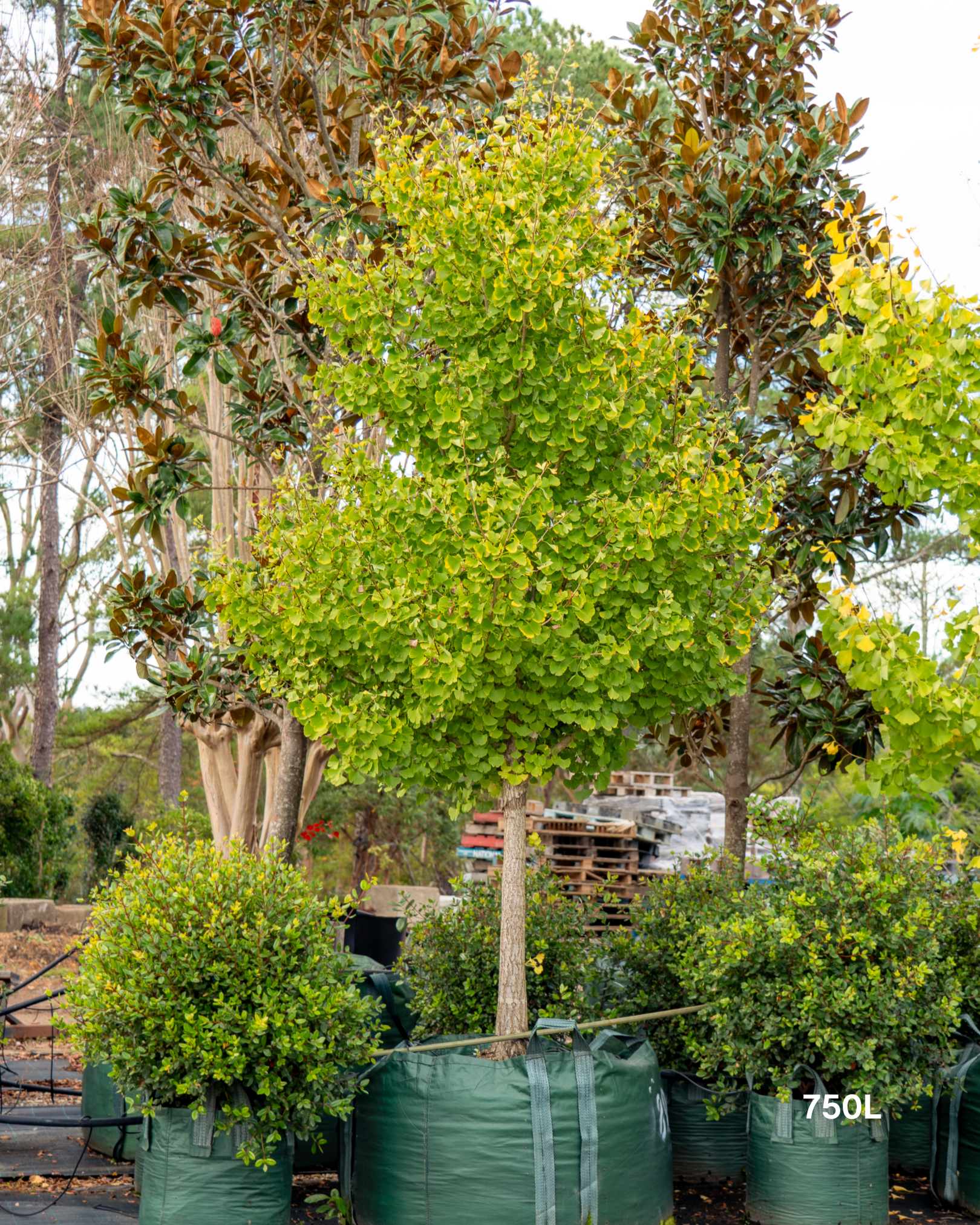 Ginkgo biloba