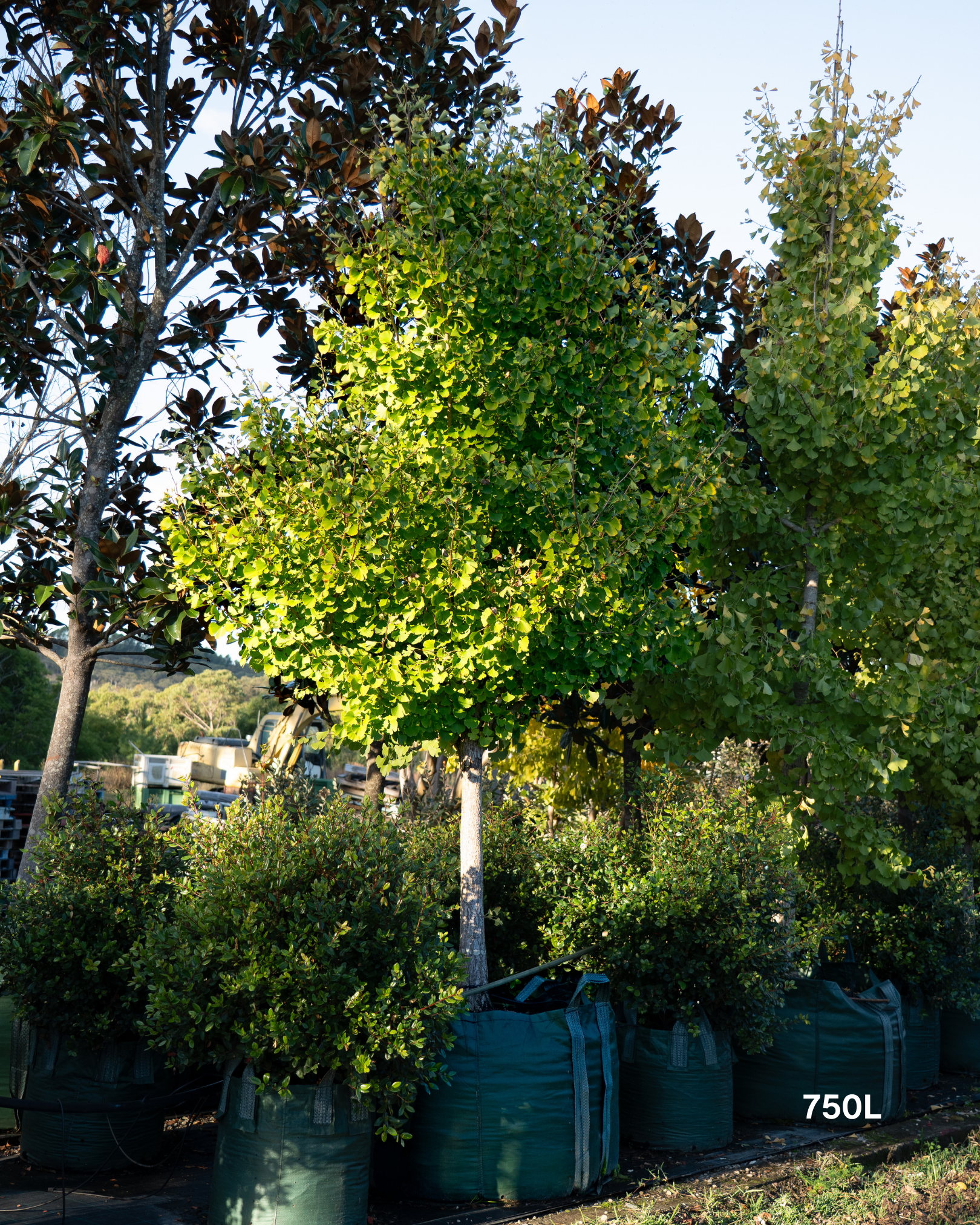 Ginkgo biloba