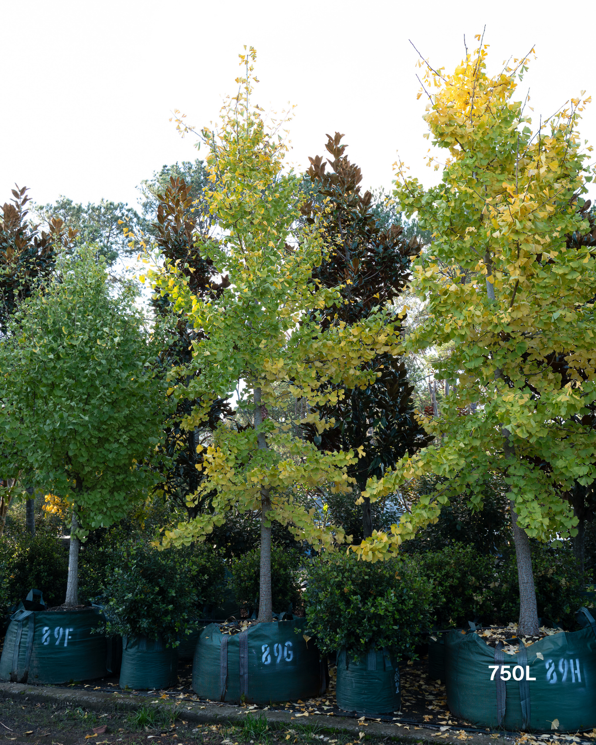Ginkgo biloba
