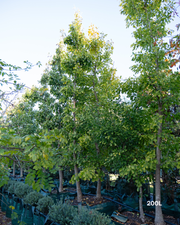 Ginkgo biloba ‘Fishtail’ – Fishtail Maidenhair Tree