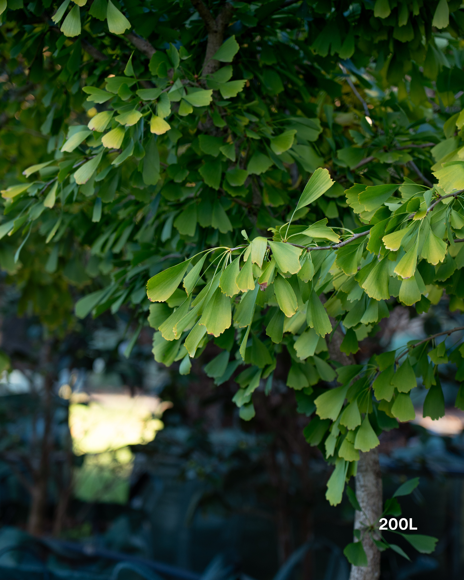 Ginkgo biloba ‘Fishtail’ – Fishtail Maidenhair Tree