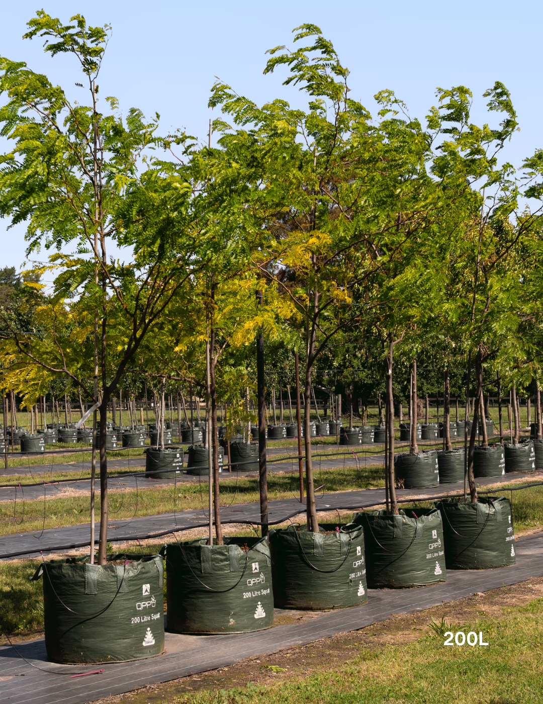 Gleditsia triacanthos 'Shademaster' - Evergreen Trees Direct