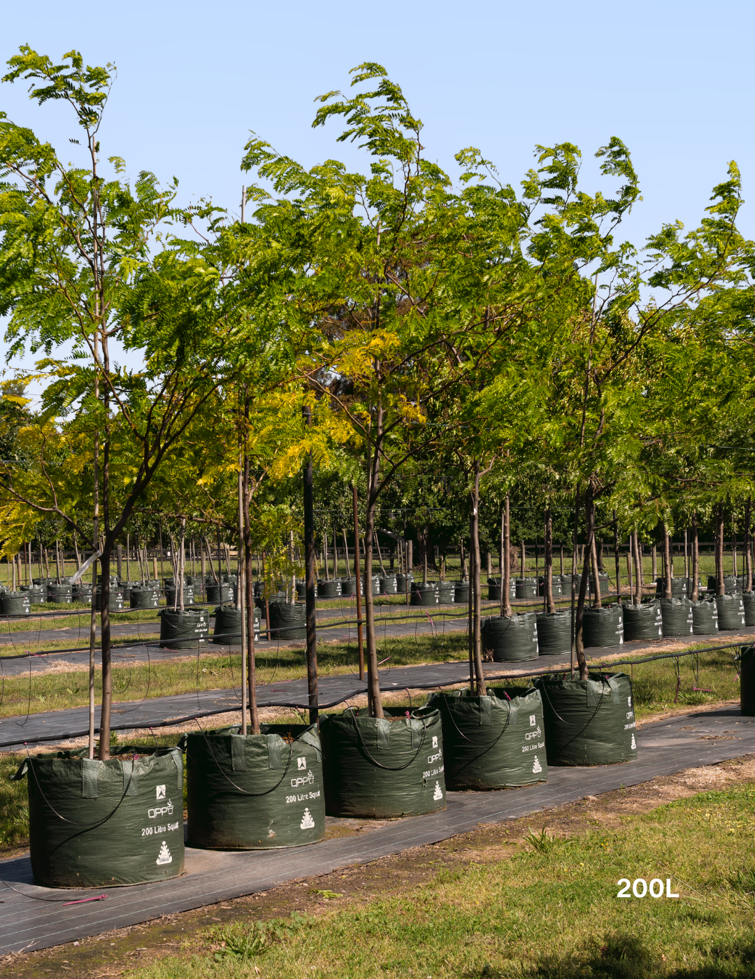 Gleditsia triacanthos 'Shademaster' - Evergreen Trees Direct