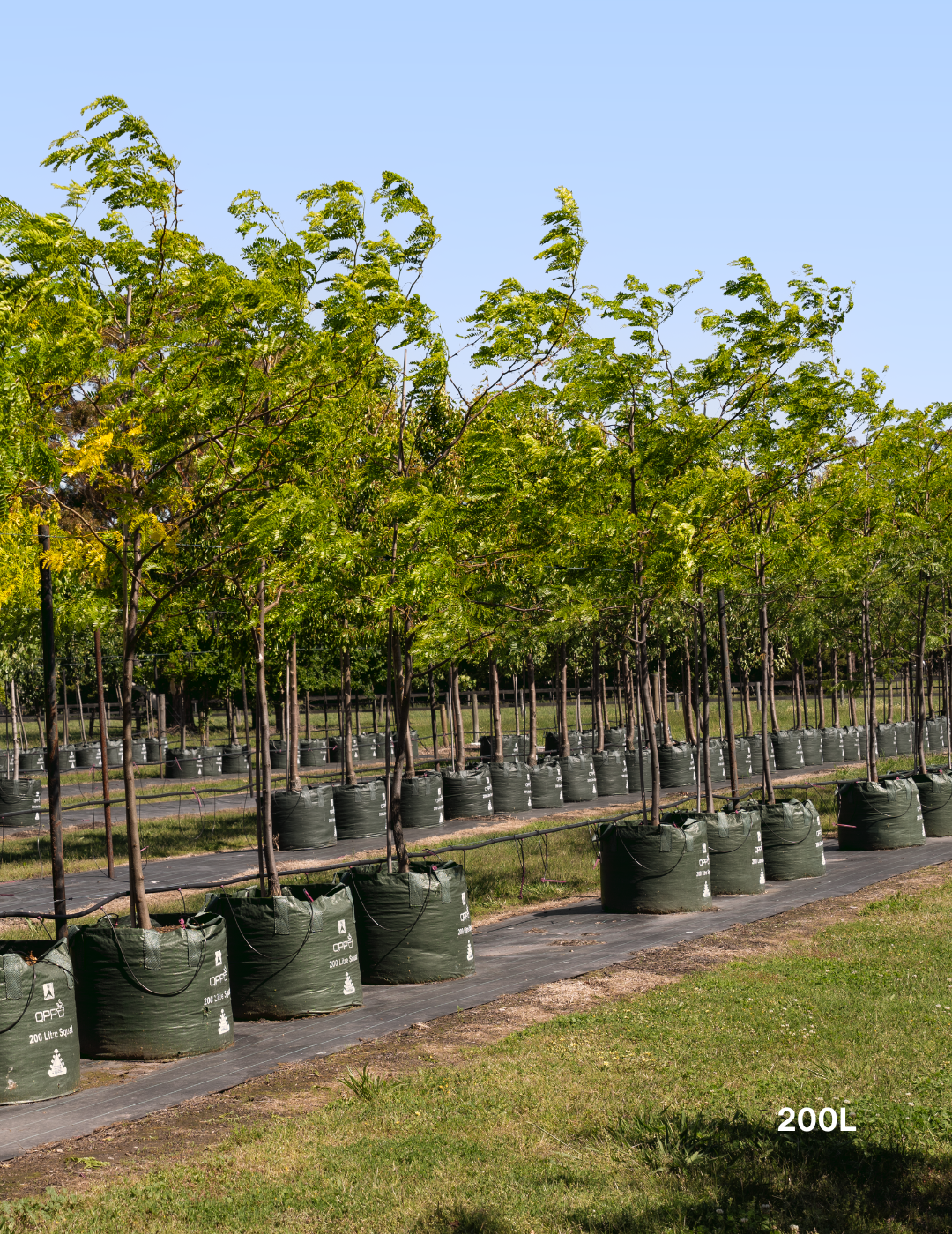Gleditsia triacanthos 'Shademaster' - Evergreen Trees Direct