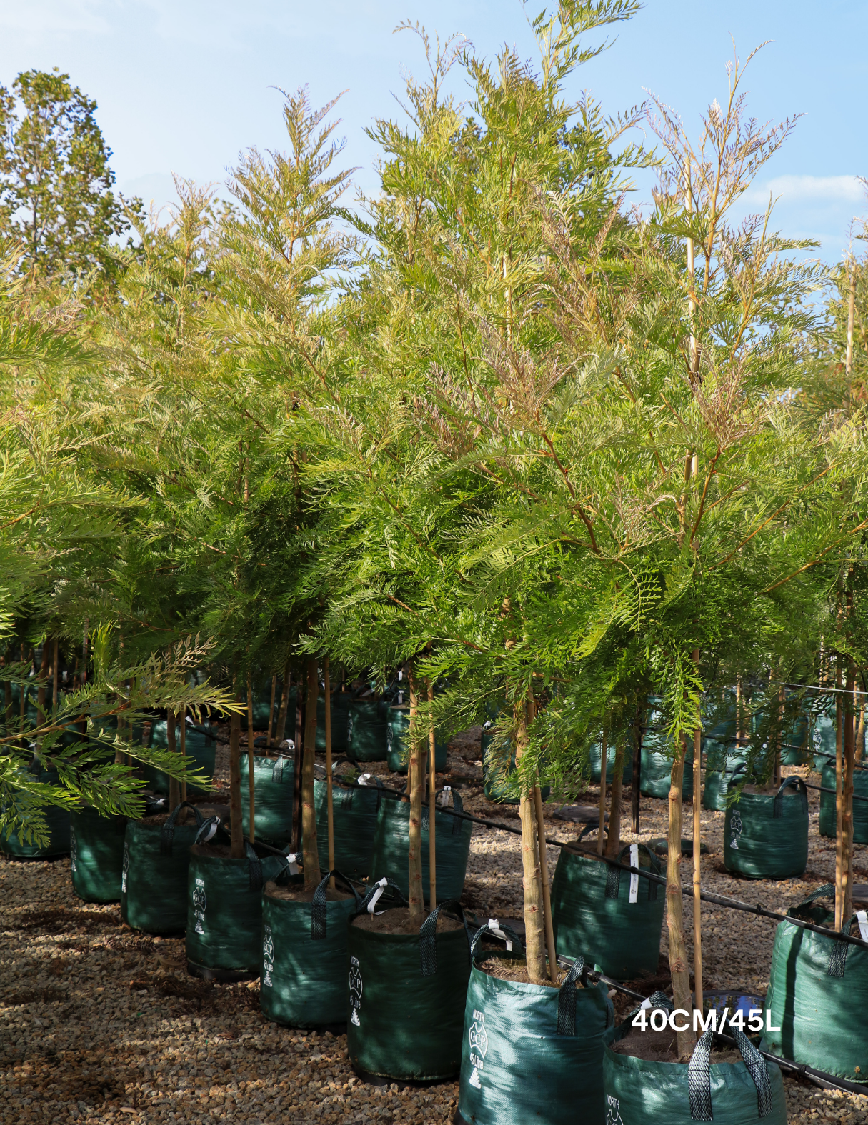 Grevillea robusta - Silk Oak - Evergreen Trees Direct
