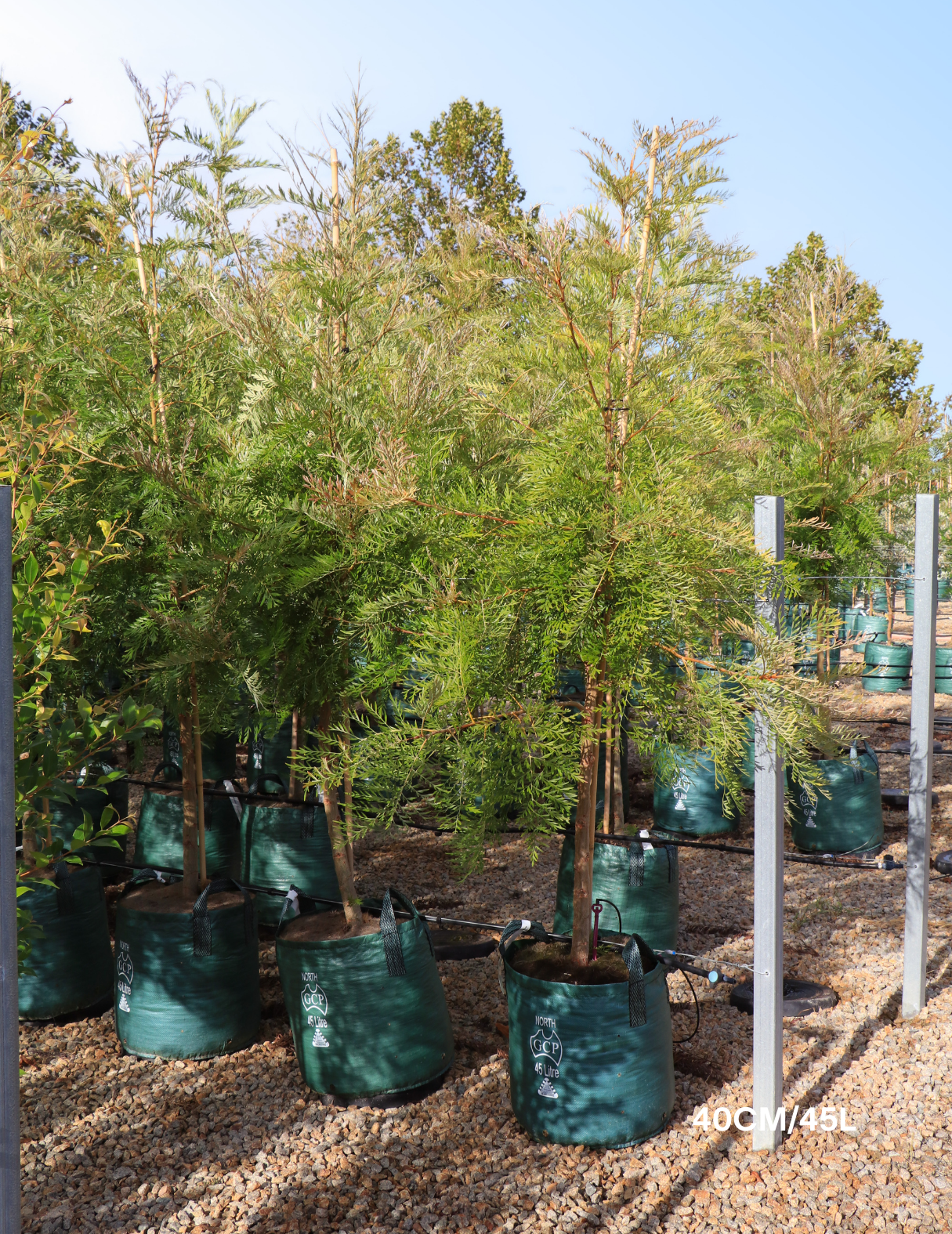 Grevillea robusta - Silk Oak - Evergreen Trees Direct