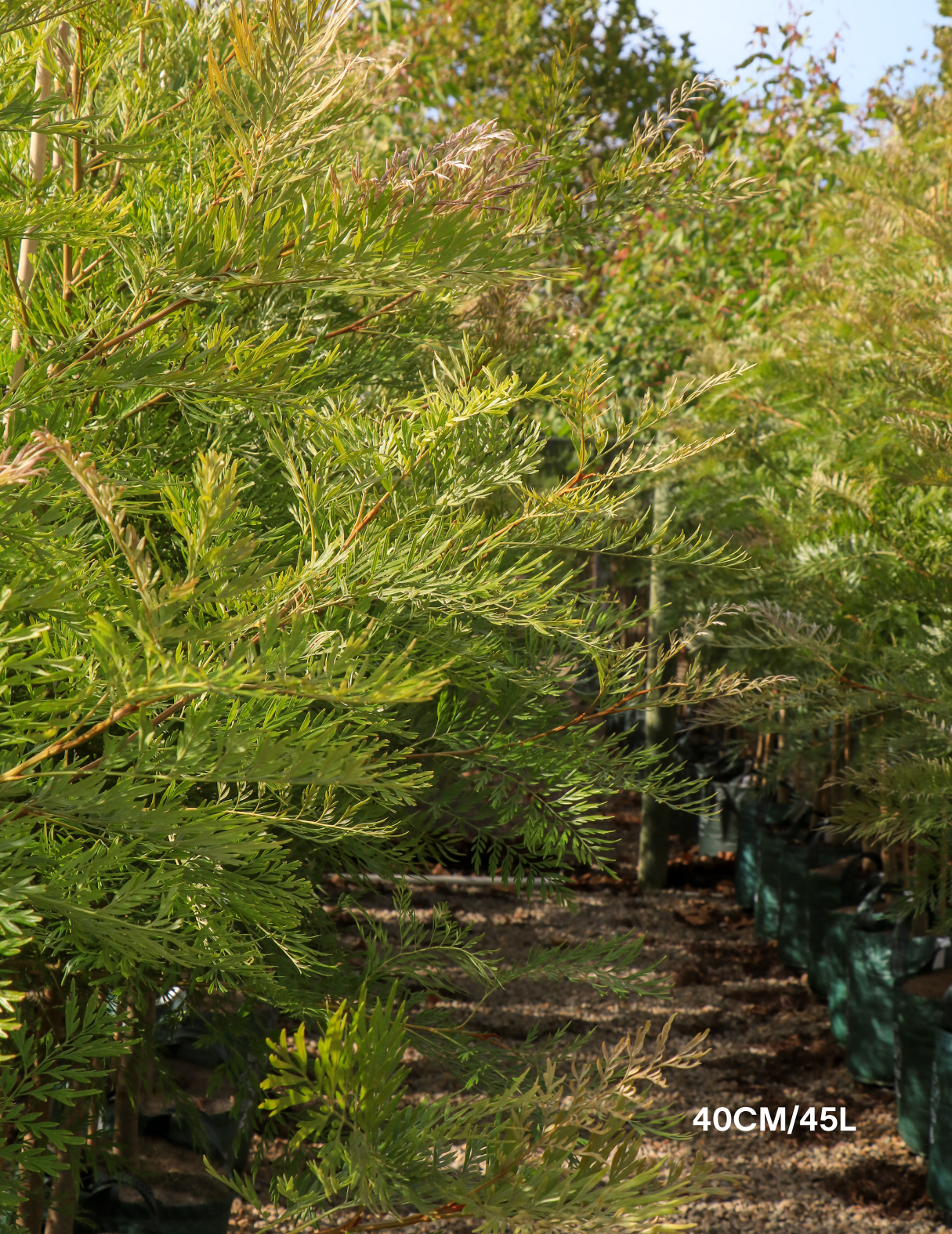 Grevillea robusta - Silk Oak - Evergreen Trees Direct