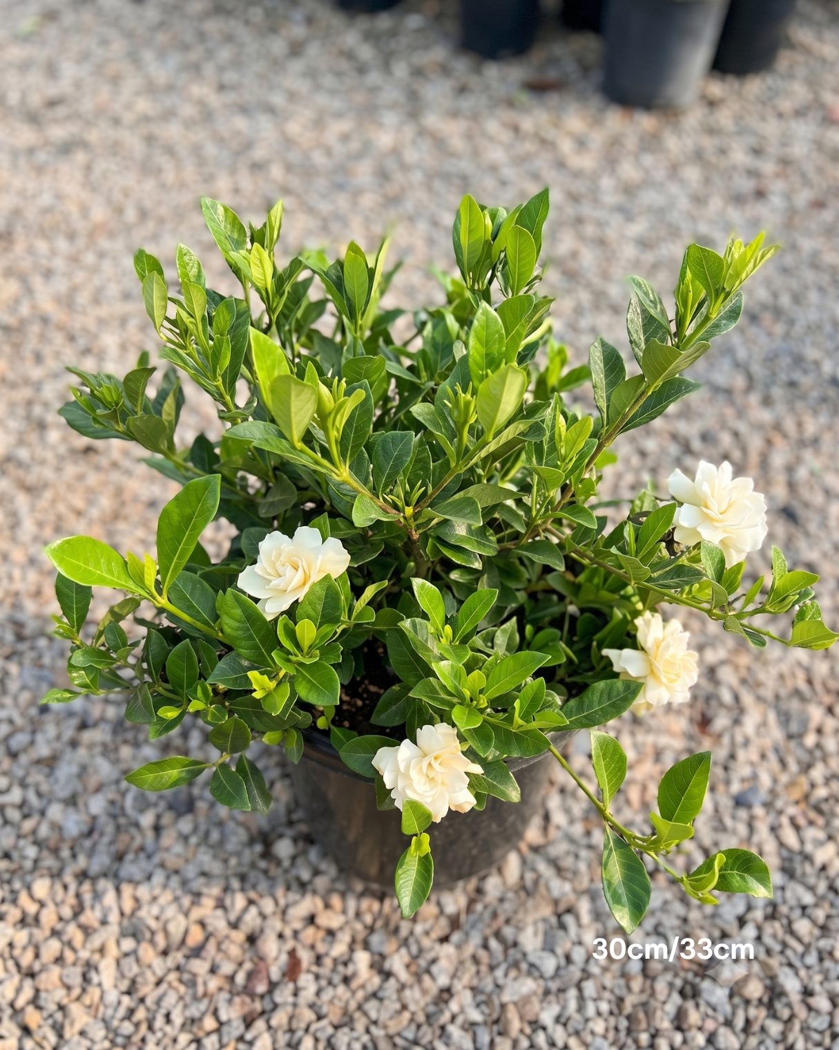 Gardenia augusta ‘Magnifica’ – Magnifica Gardenia