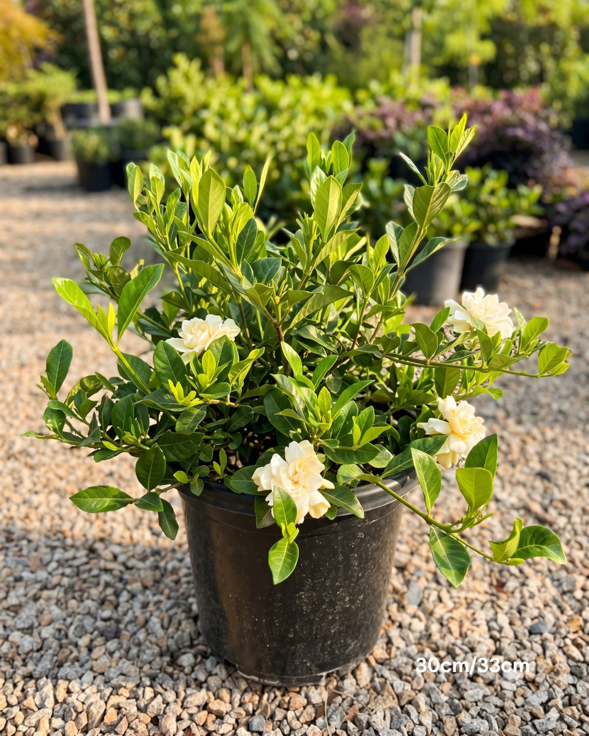 Gardenia augusta 'Magnifica'
