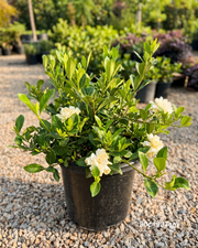 Gardenia augusta ‘Magnifica’ – Magnifica Gardenia