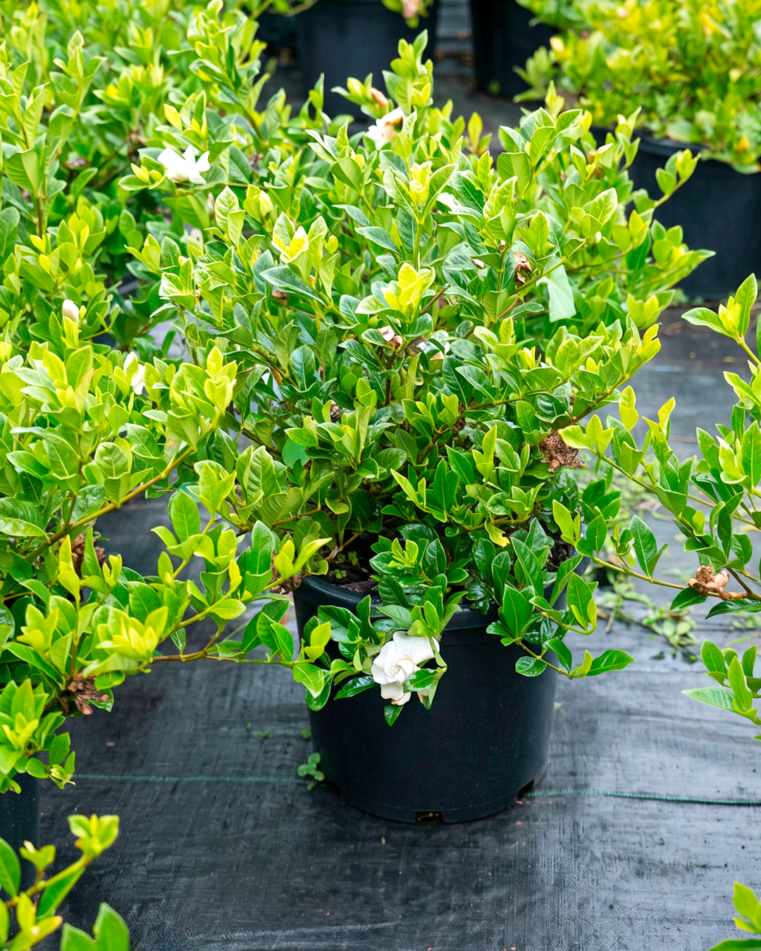 Gardenia augusta ‘Magnifica’ – Magnifica Gardenia