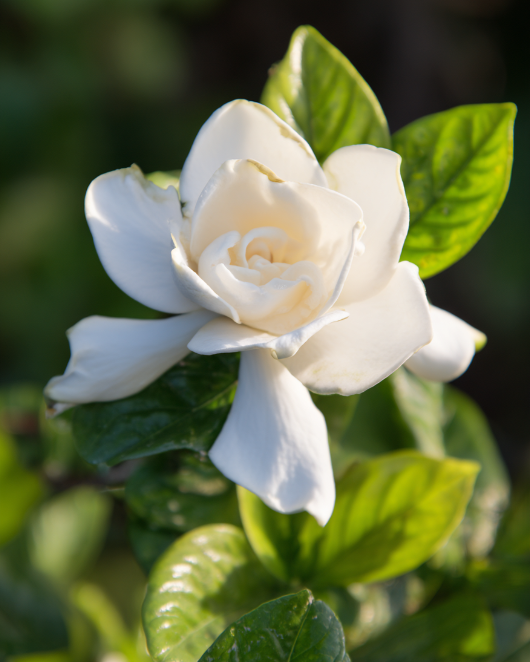 Gardenia augusta ‘Magnifica’ – Magnifica Gardenia