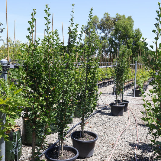 Ginkgo biloba 'Lemonlime Spire'