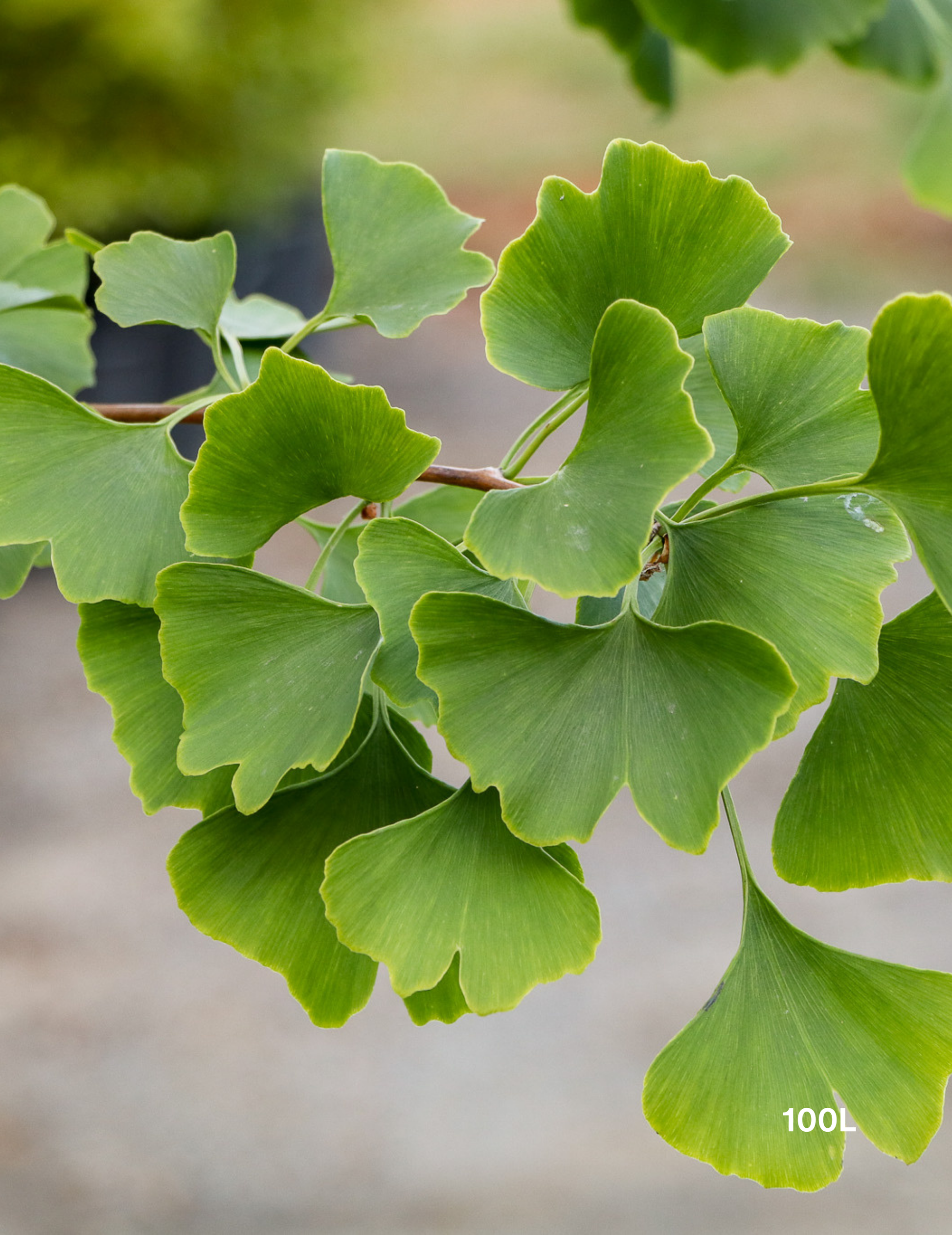 Ginkgo biloba - Evergreen Trees Direct