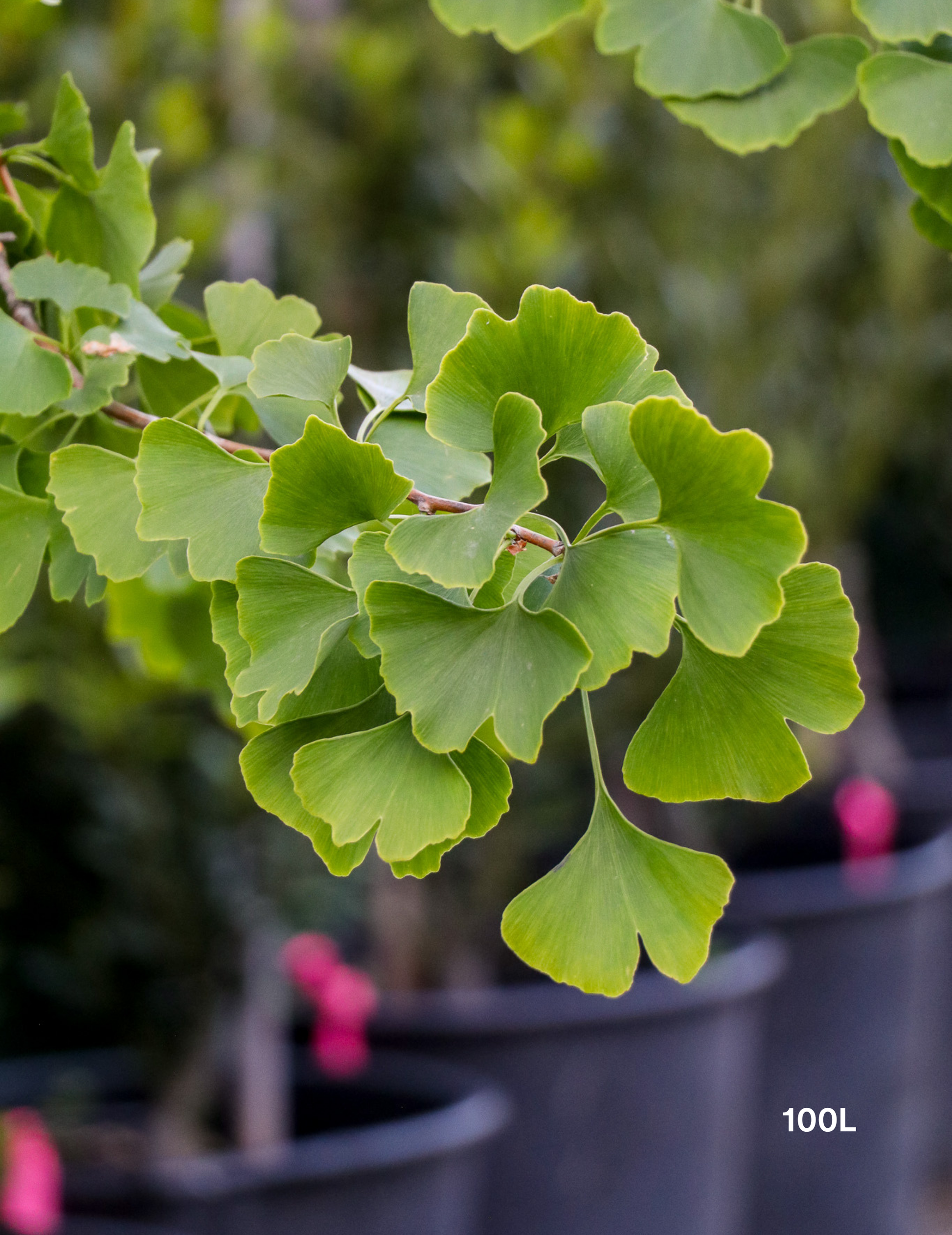 Ginkgo biloba - Evergreen Trees Direct