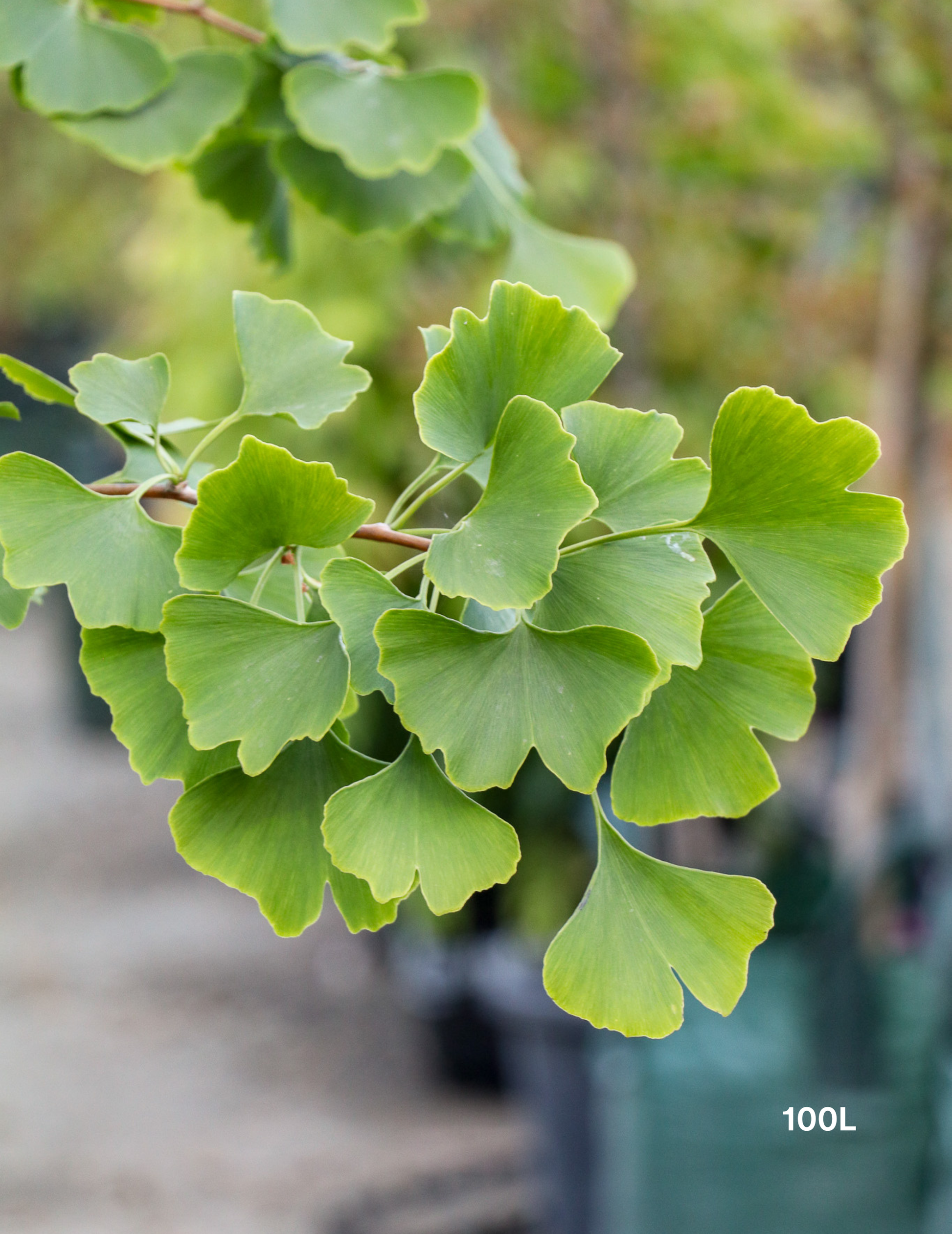 Ginkgo biloba - Evergreen Trees Direct