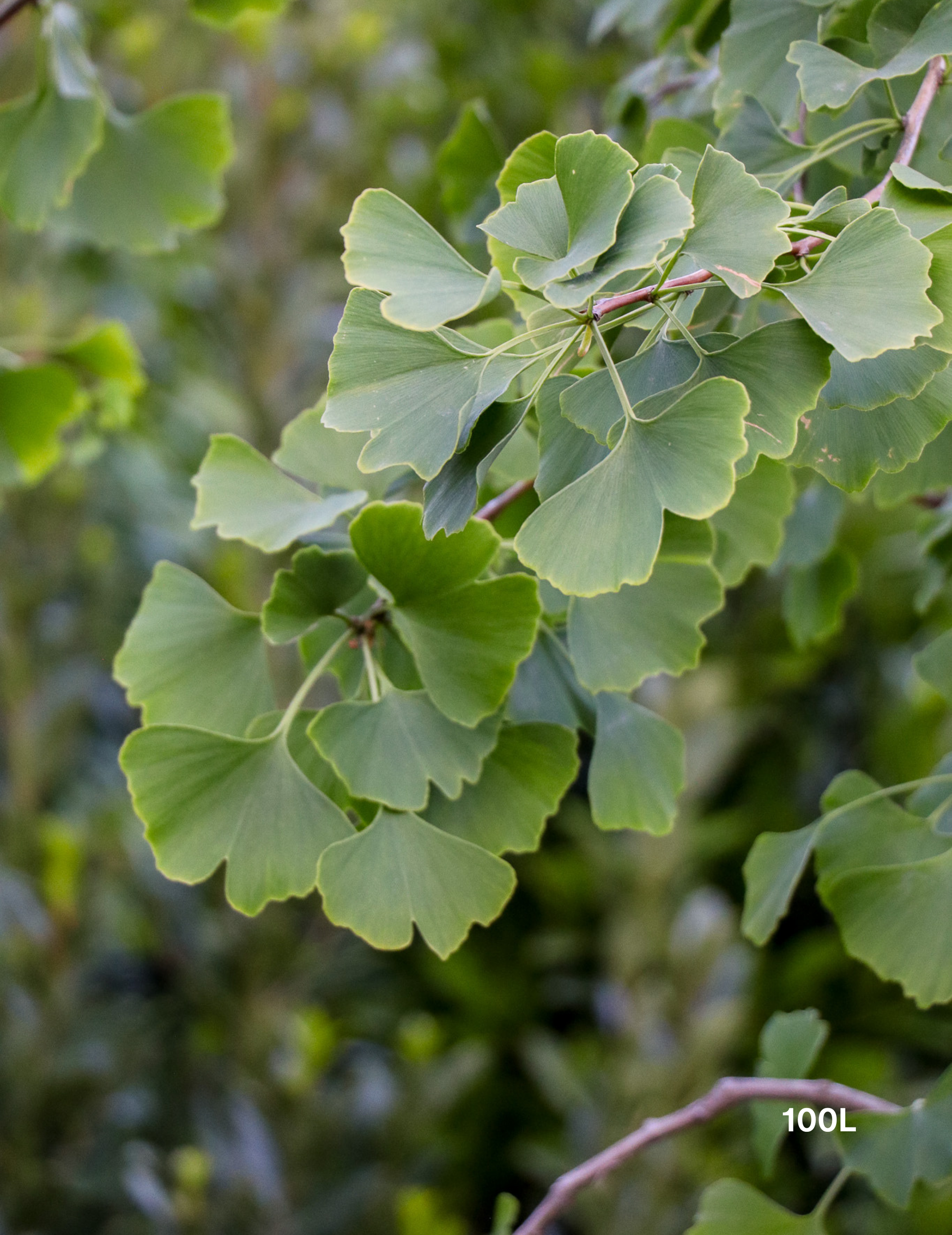 Ginkgo biloba - Evergreen Trees Direct