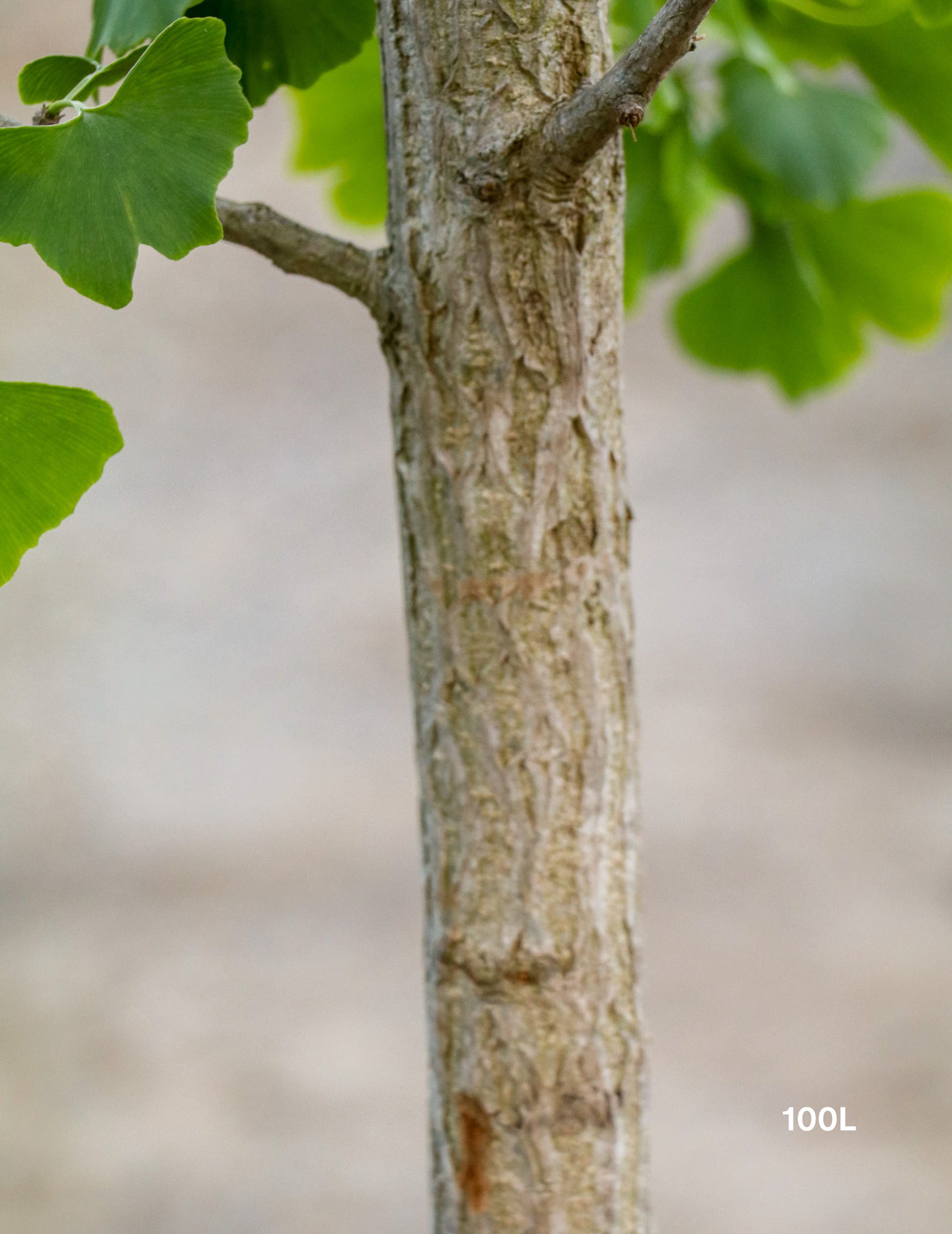 Ginkgo biloba - Evergreen Trees Direct