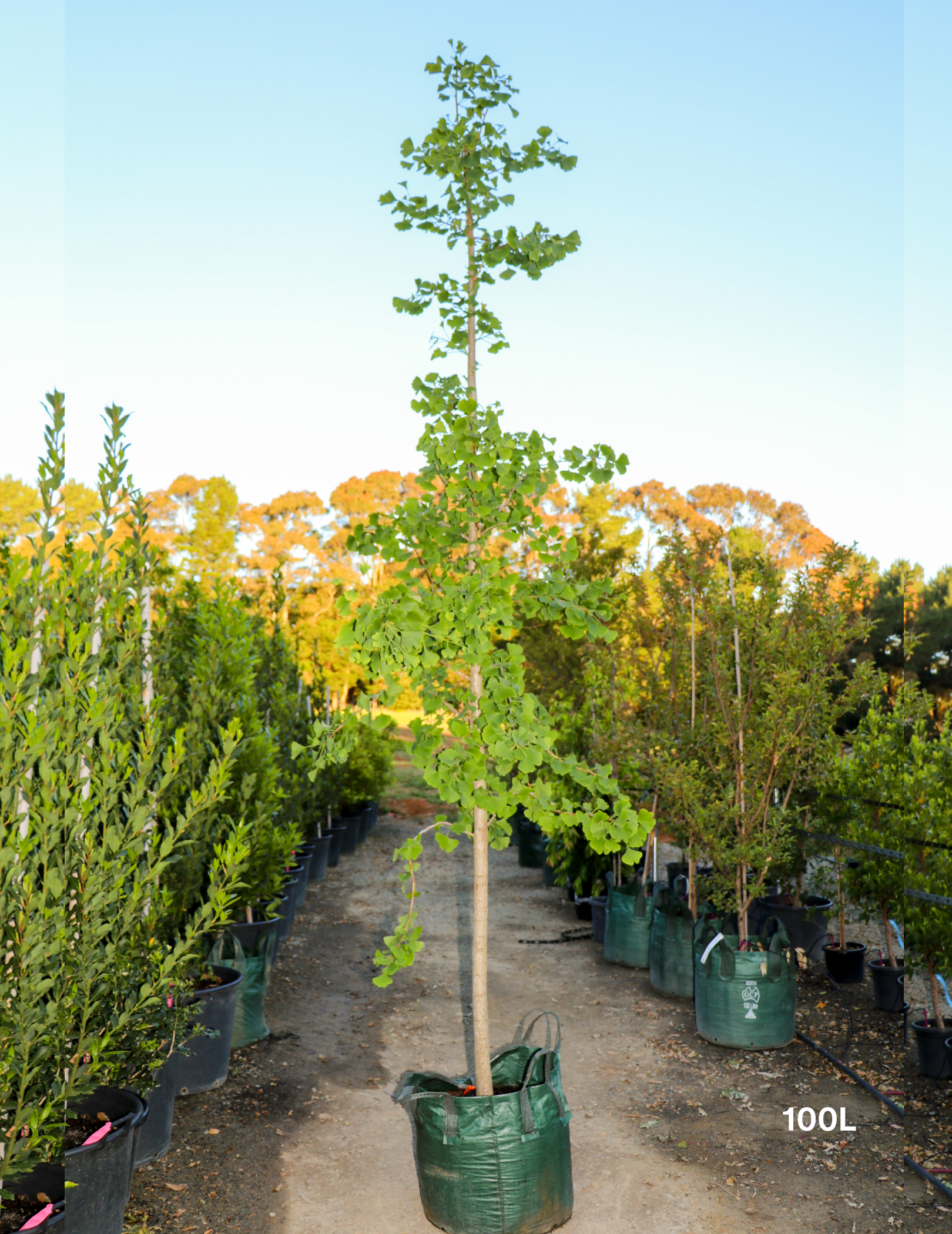 Ginkgo biloba - Evergreen Trees Direct