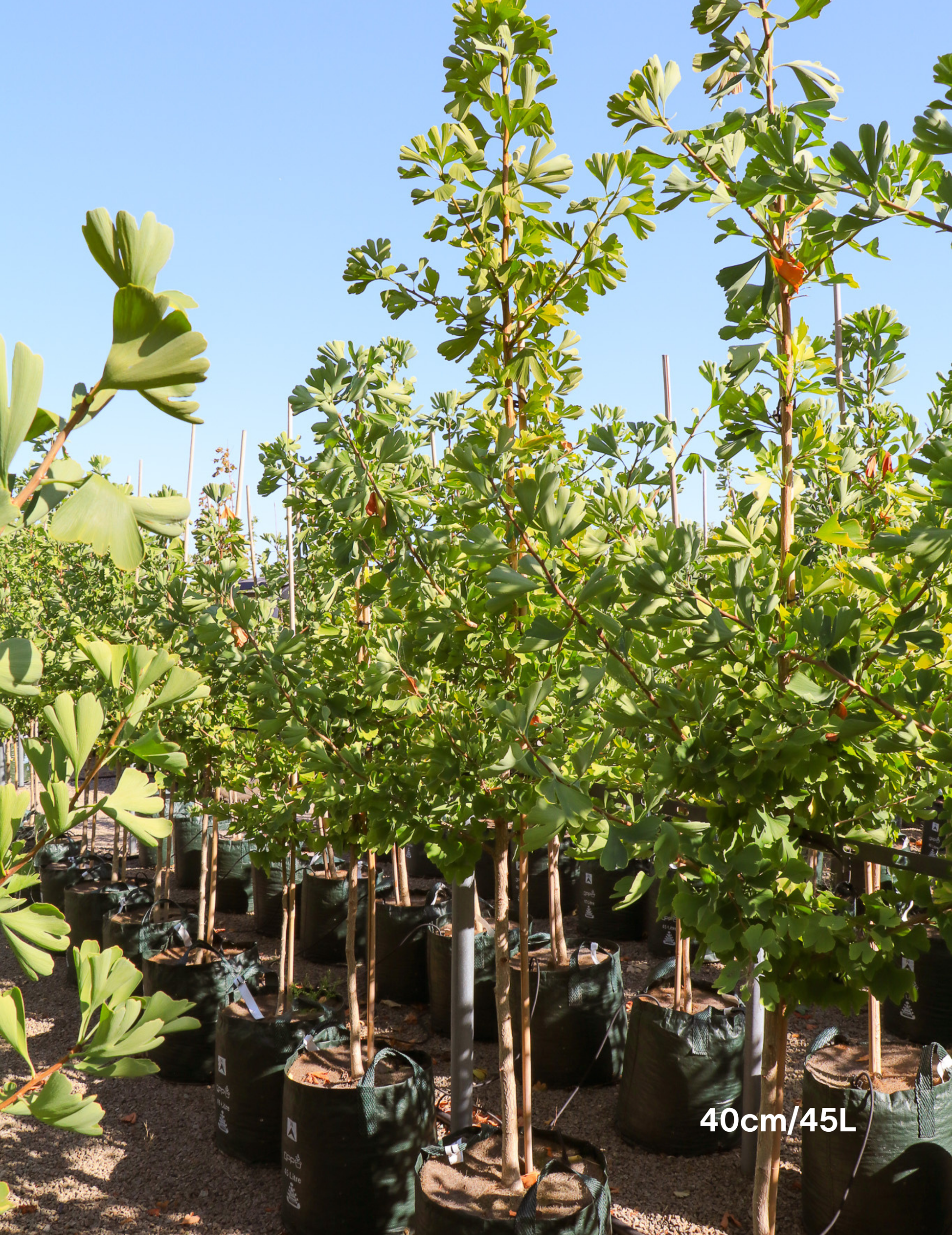 Ginkgo biloba - Evergreen Trees Direct