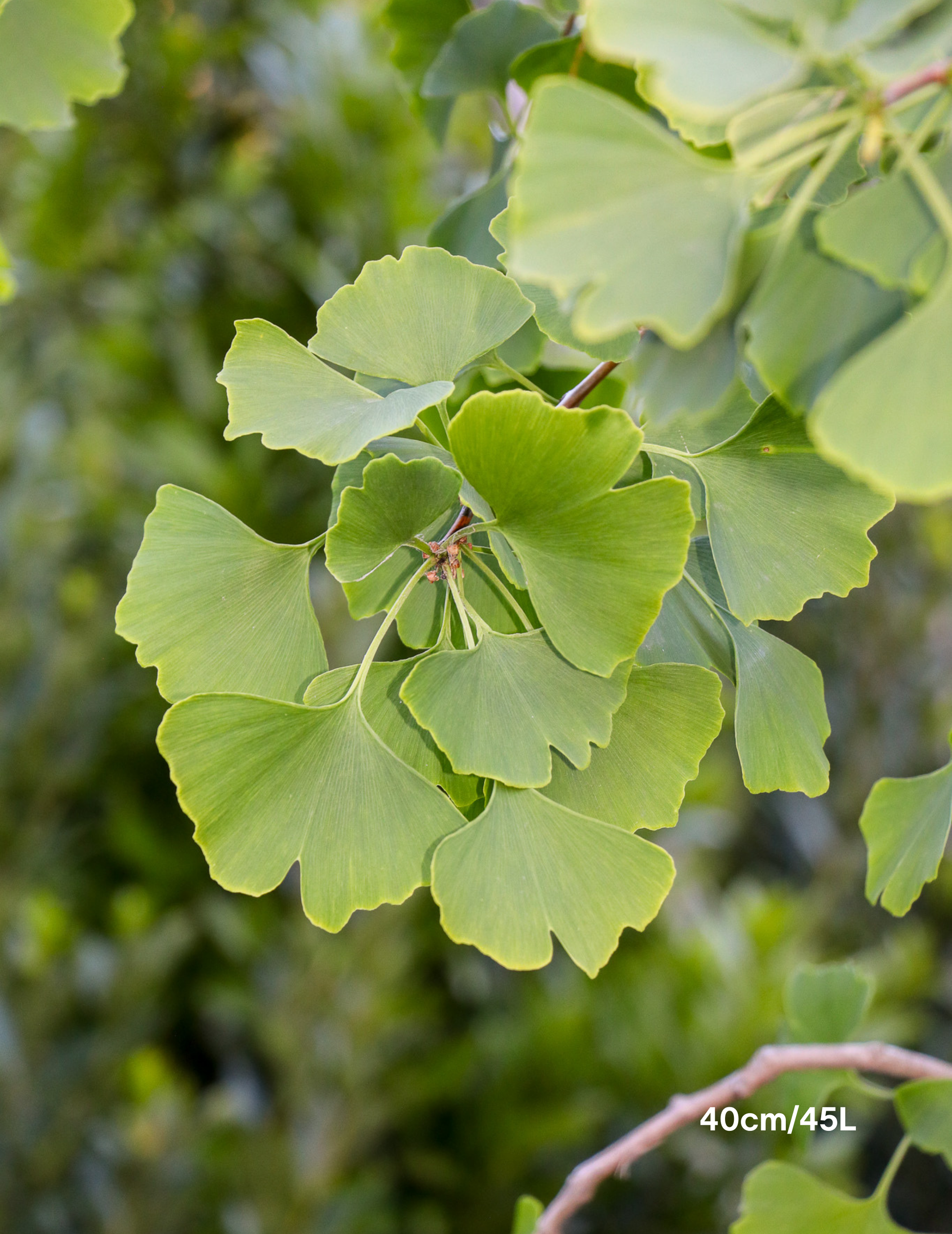Ginkgo biloba - Evergreen Trees Direct